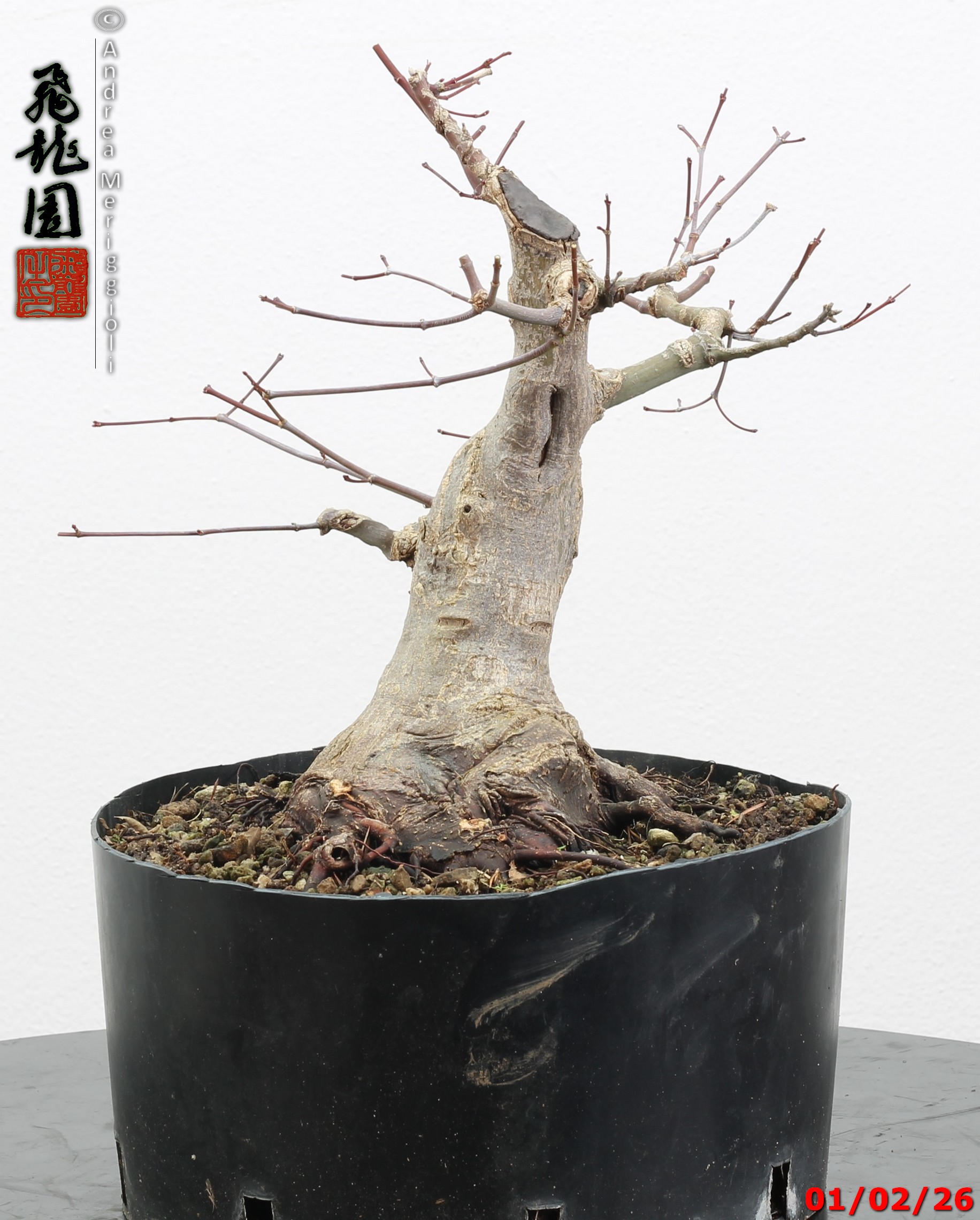 Acer palmatum shohin - immagine 3