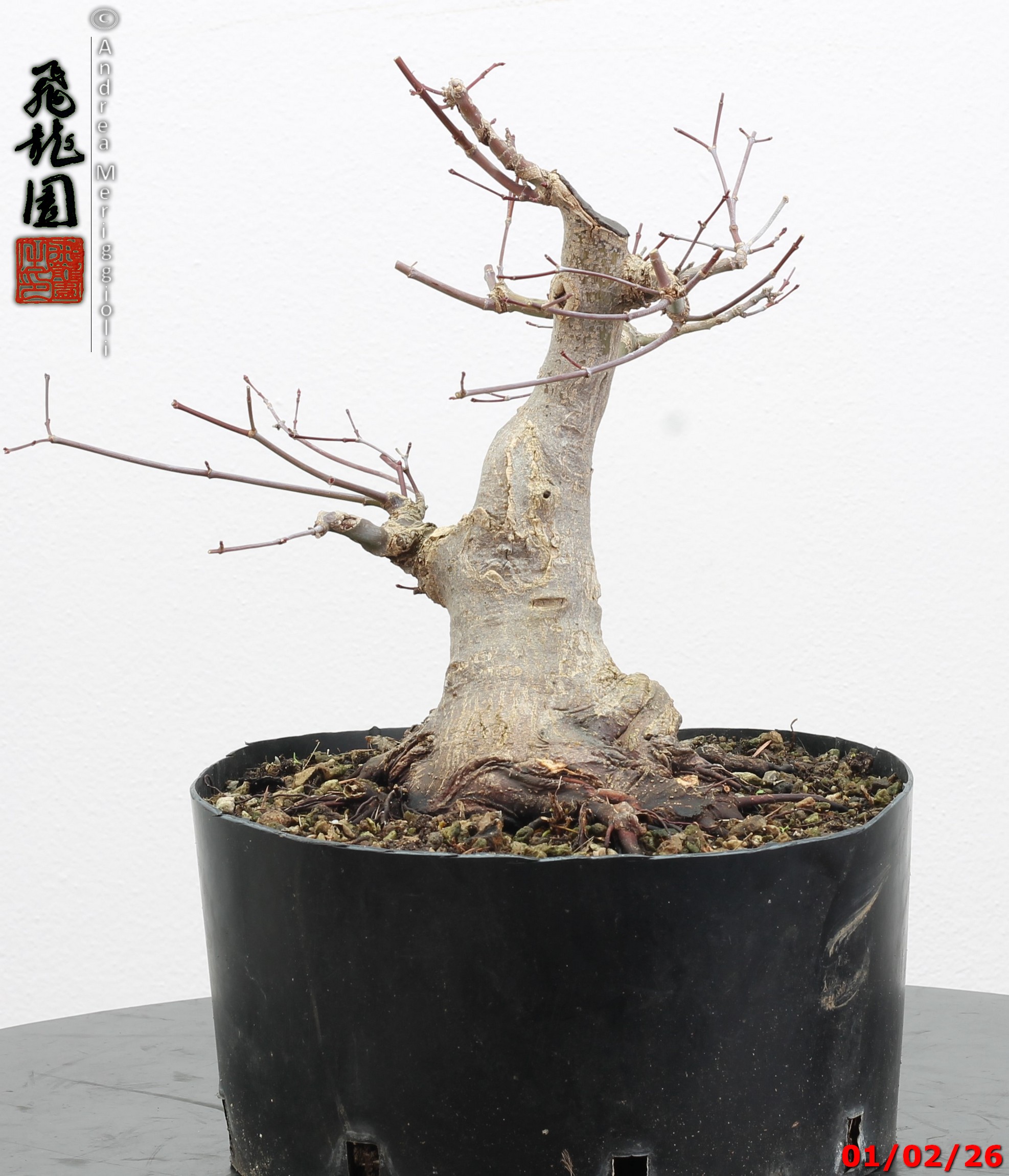 Acer palmatum shohin - immagine 2