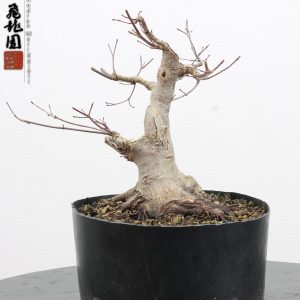 Acer palmatum shohin