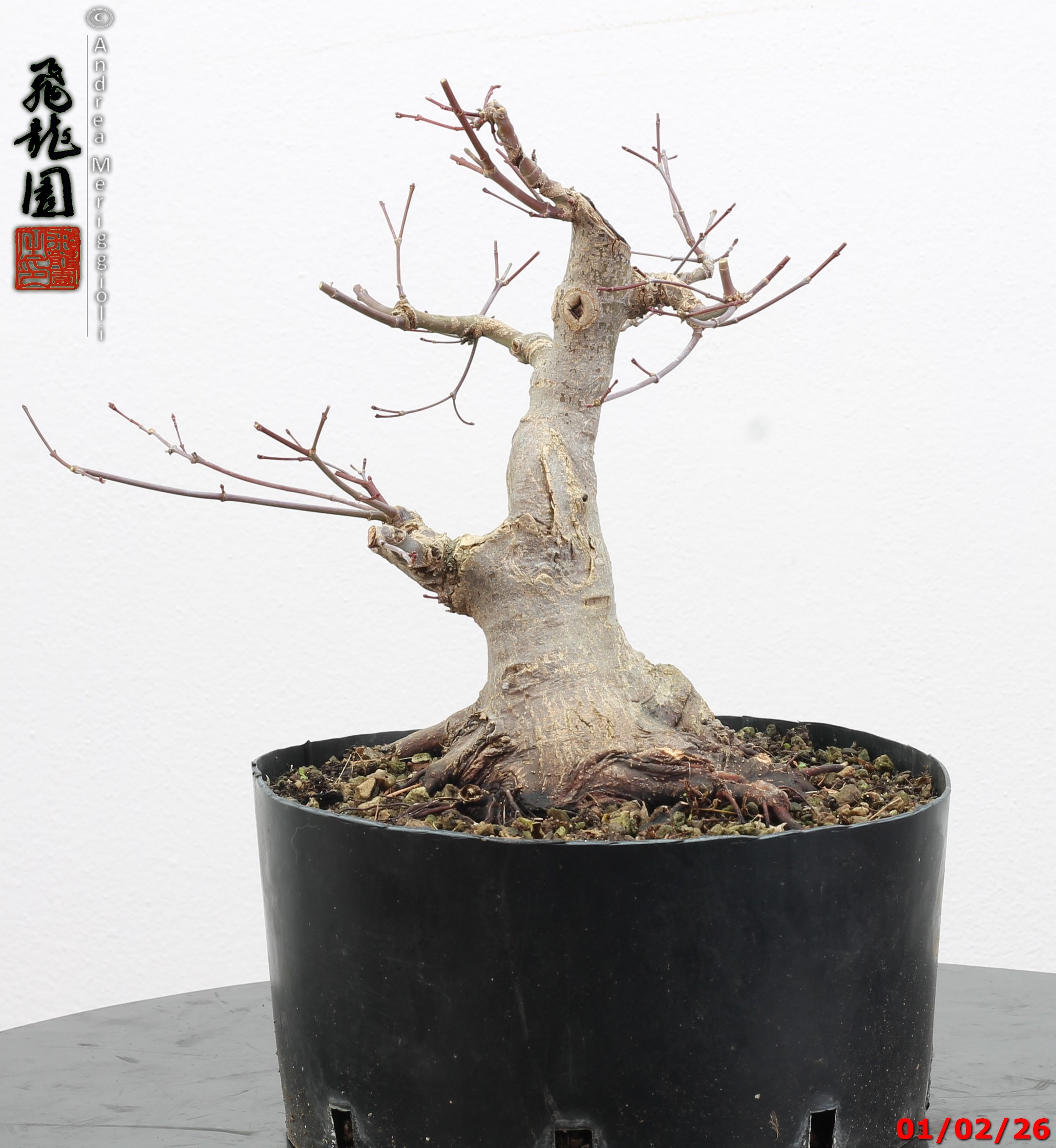 Acer palmatum shohin