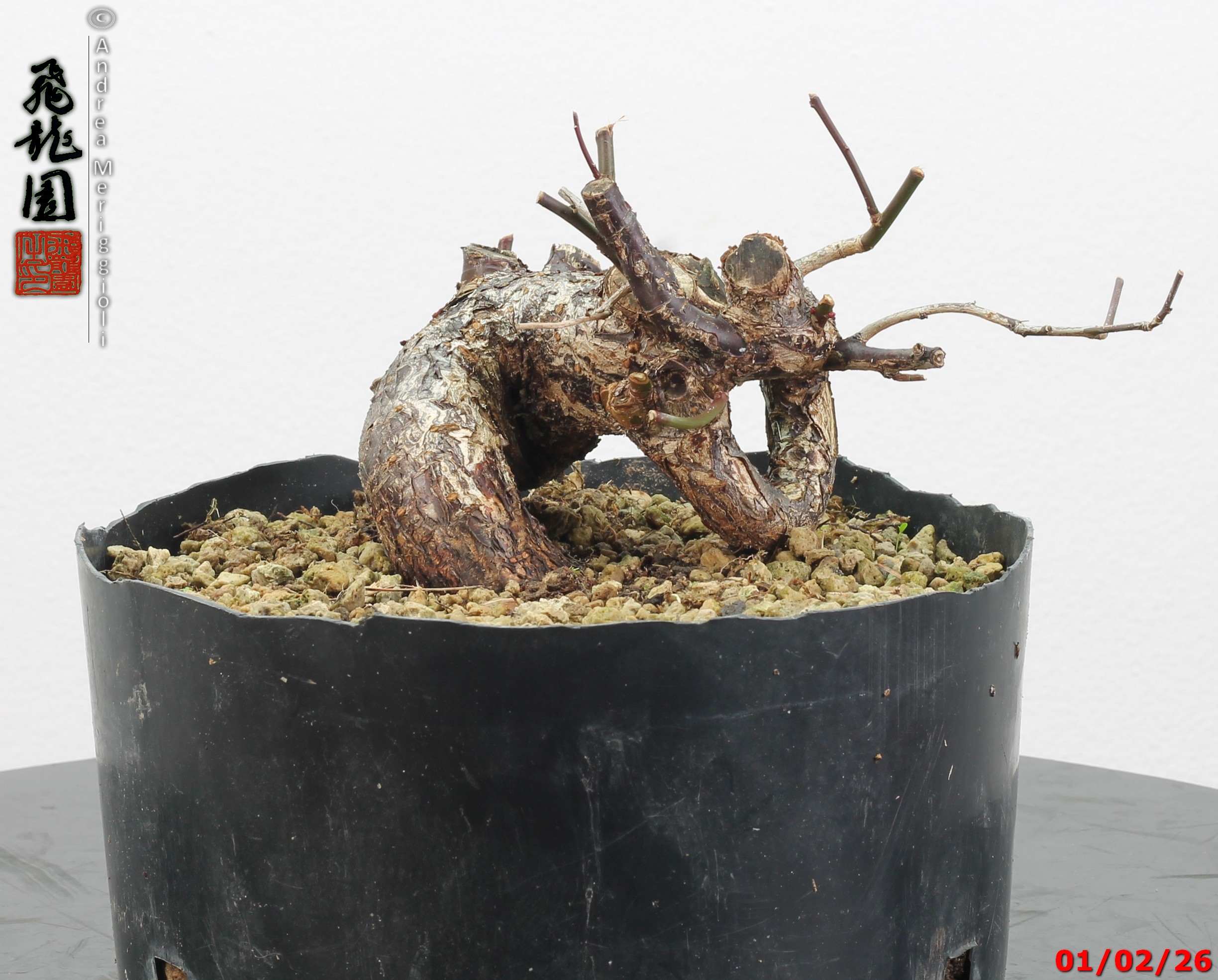 Prunus mume shohin - immagine 6