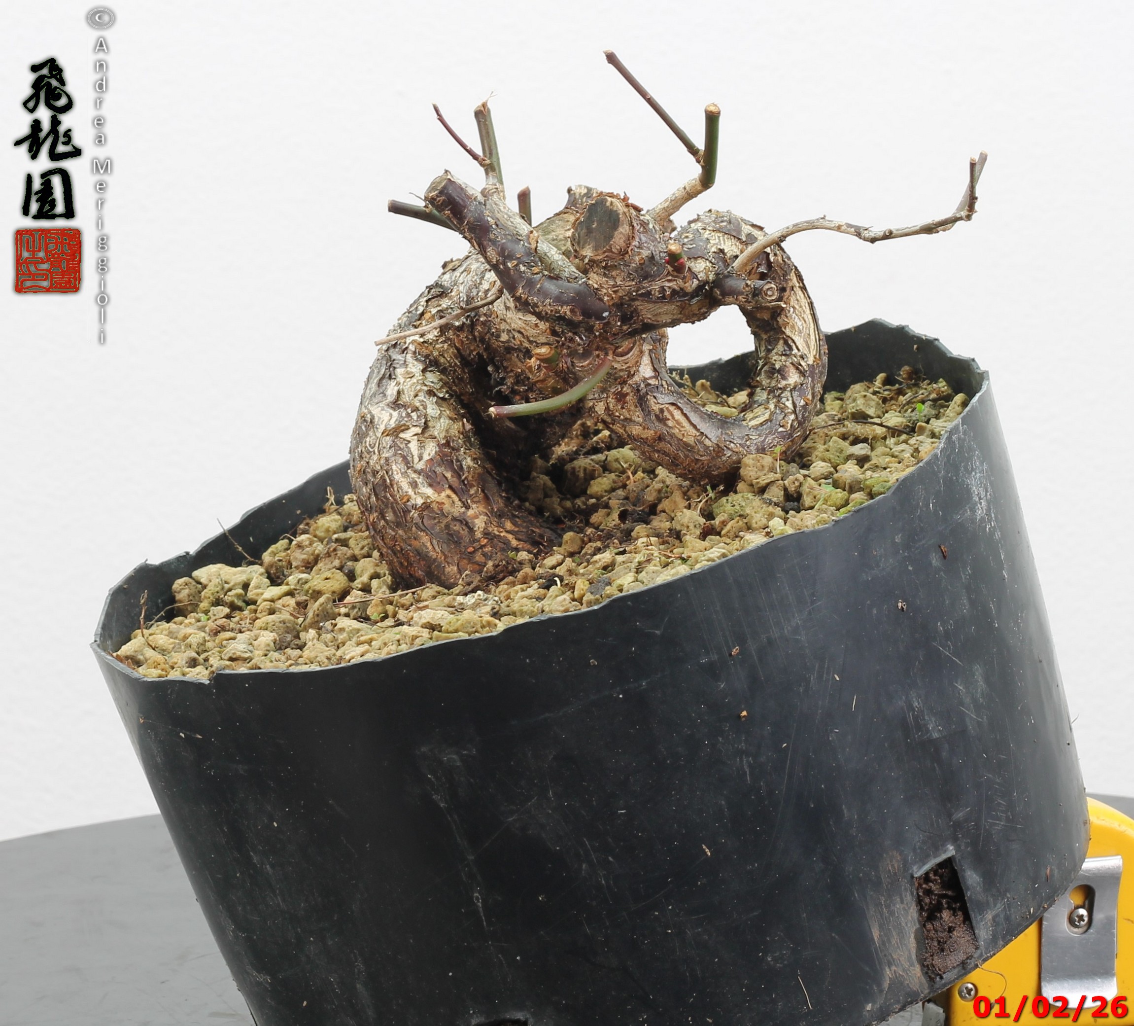 Prunus mume shohin - immagine 5