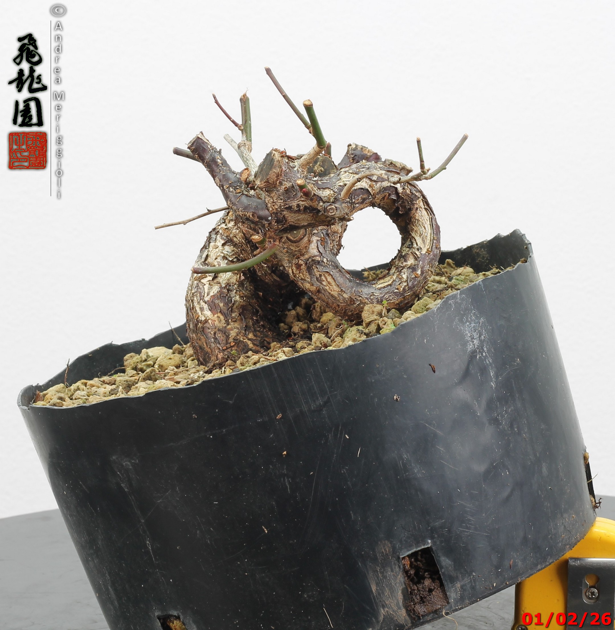 Prunus mume shohin - immagine 4