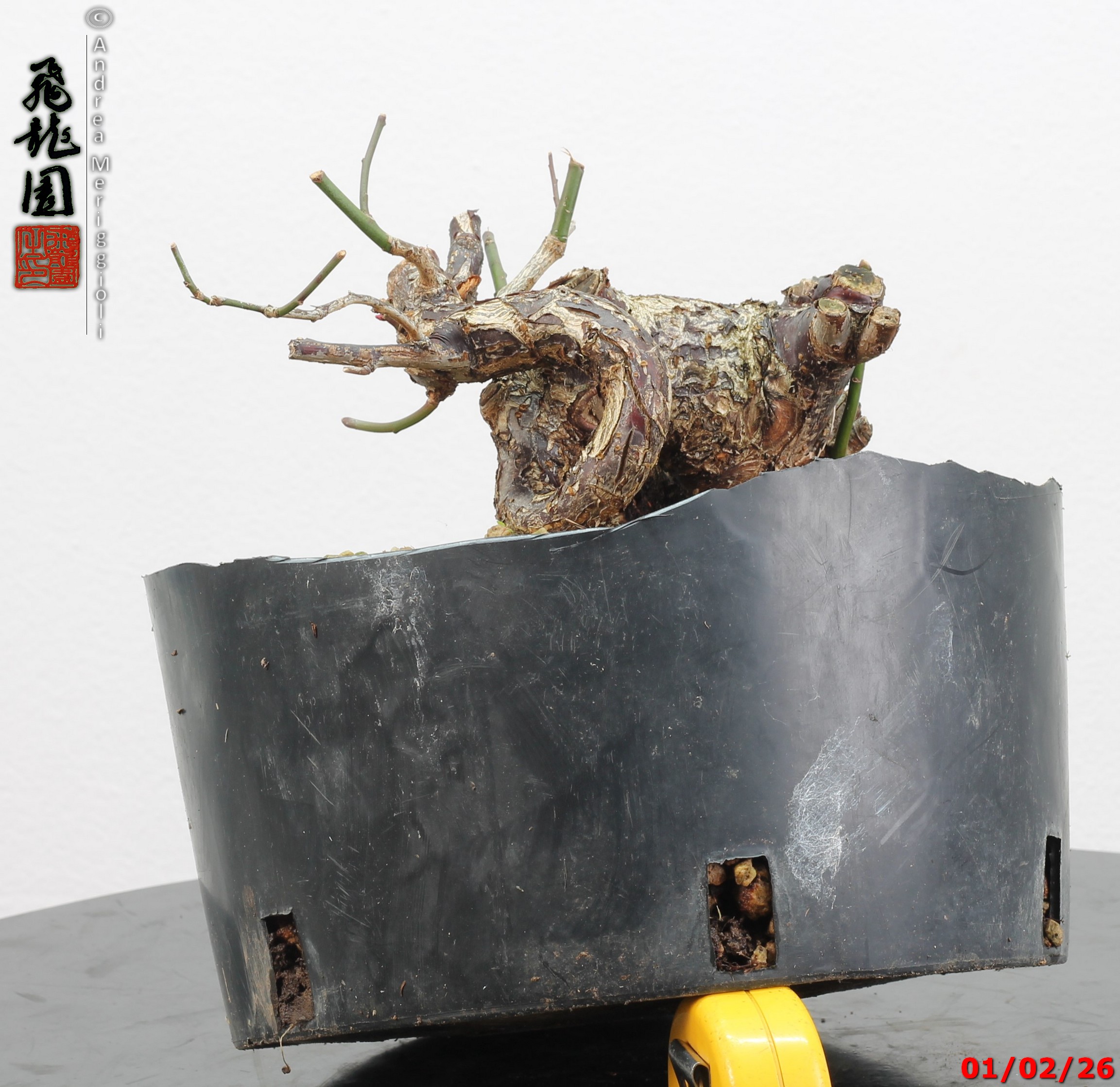 Prunus mume shohin - immagine 2