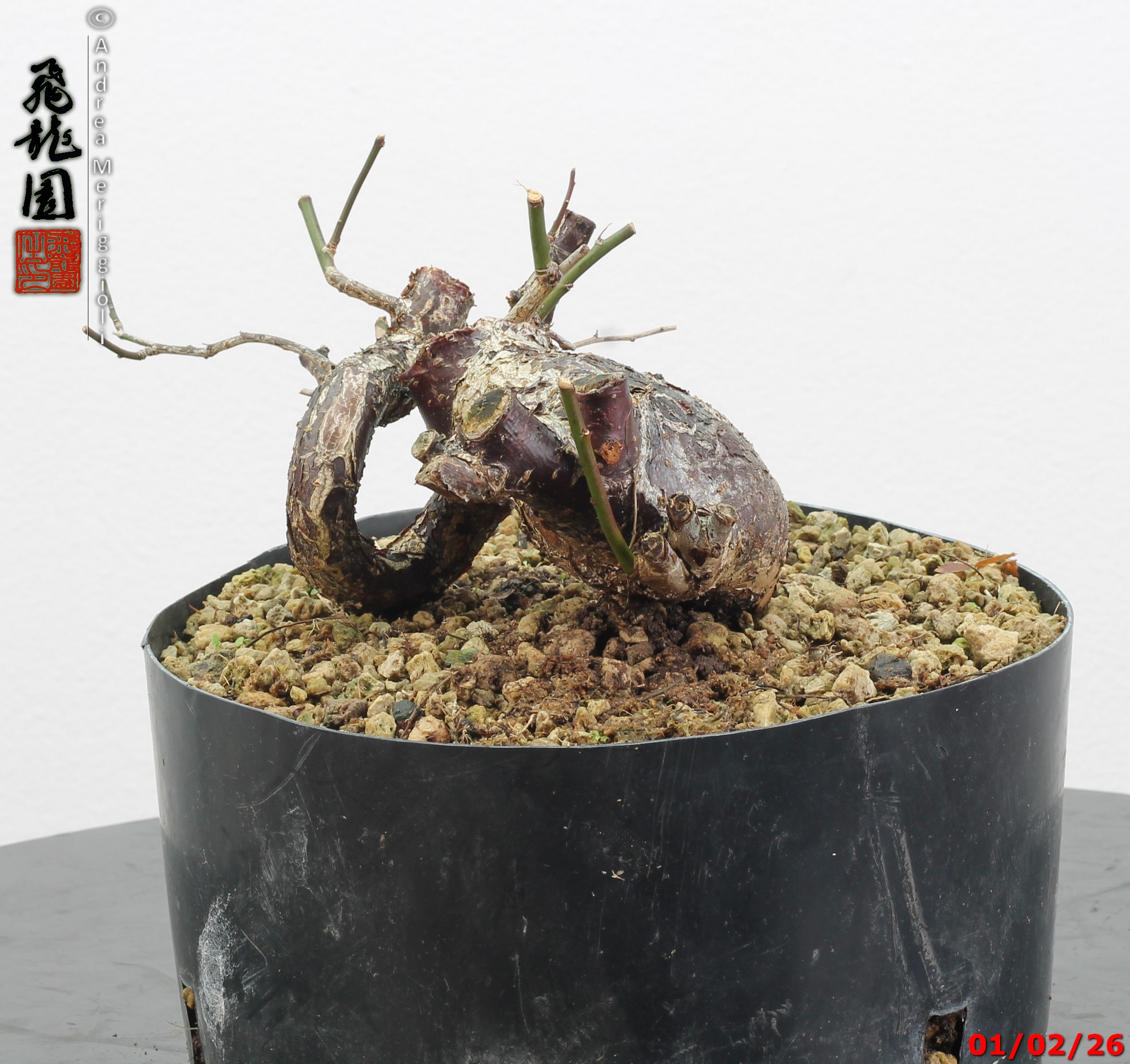 Prunus mume shohin - immagine 12