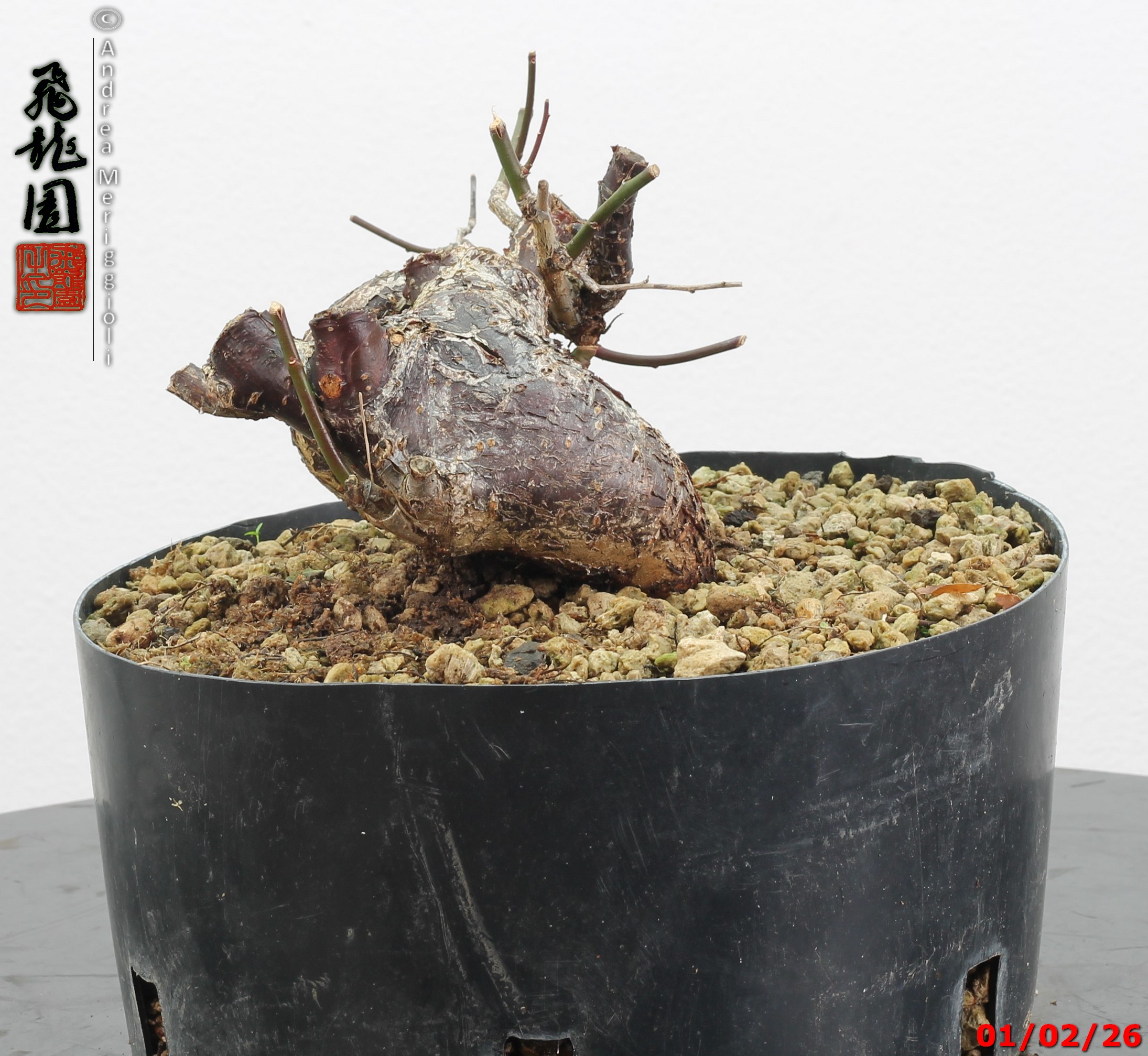 Prunus mume shohin - immagine 11