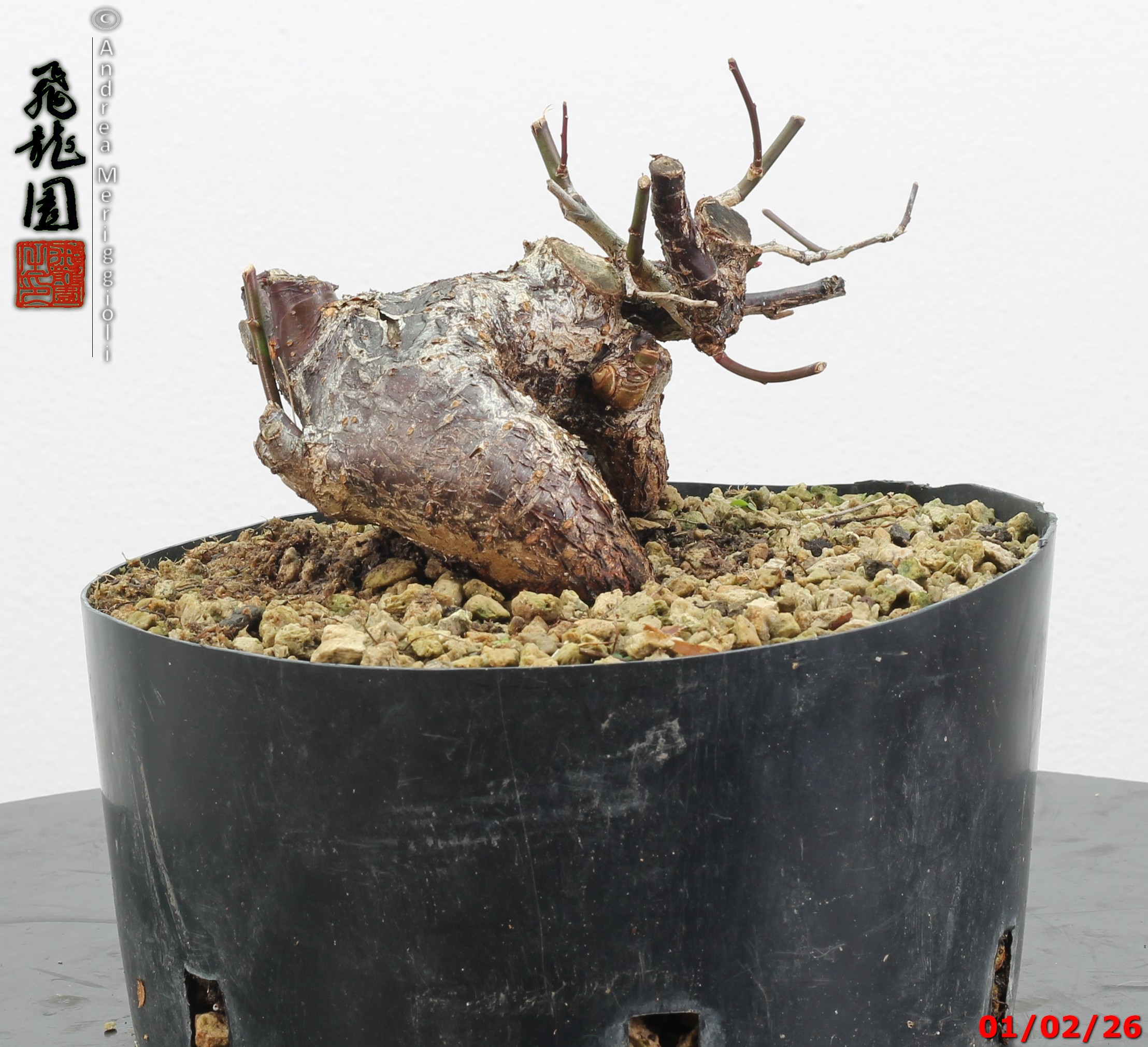 Prunus mume shohin - immagine 10