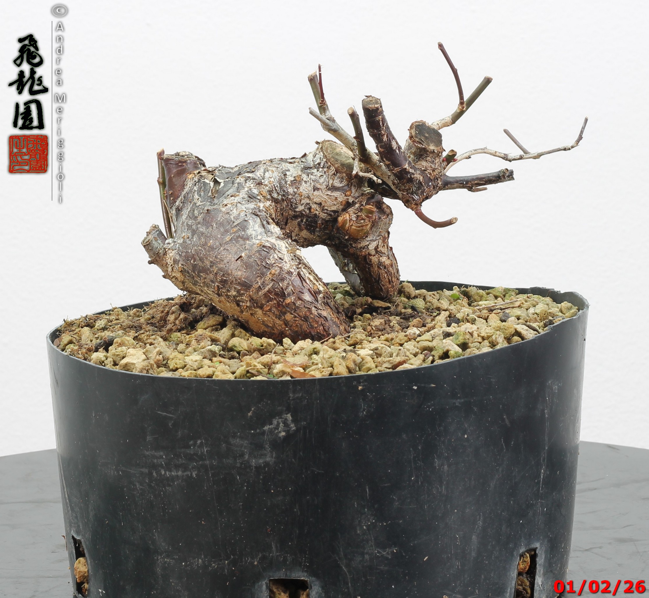 Prunus mume shohin - immagine 9