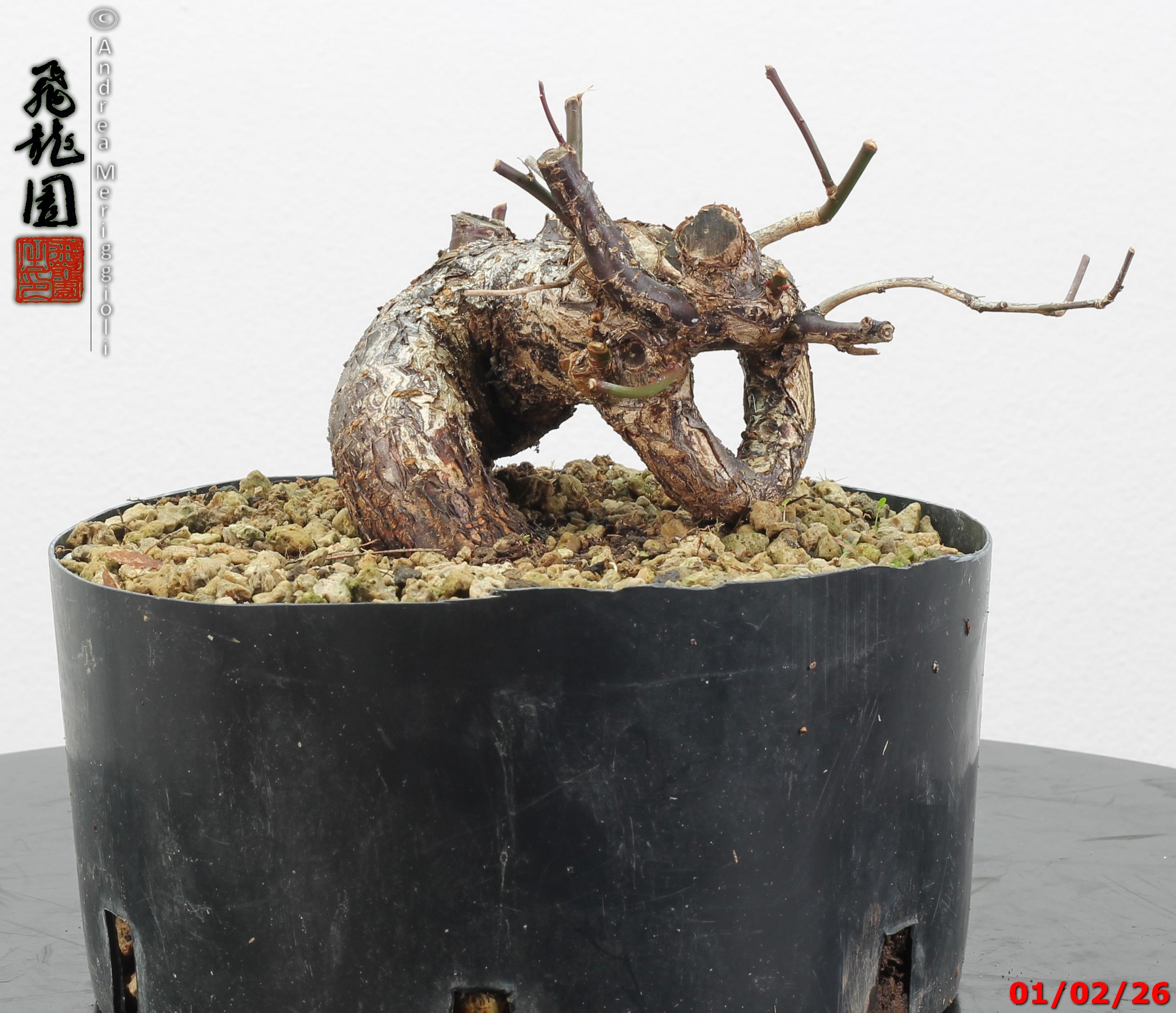 Prunus mume shohin - immagine 8