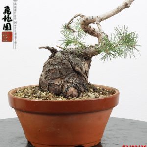 Pinus sylvestris shohin