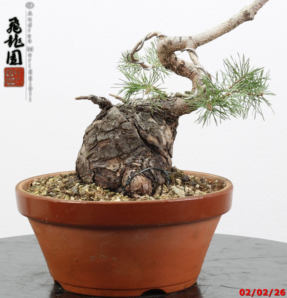 Pinus sylvestris shohin