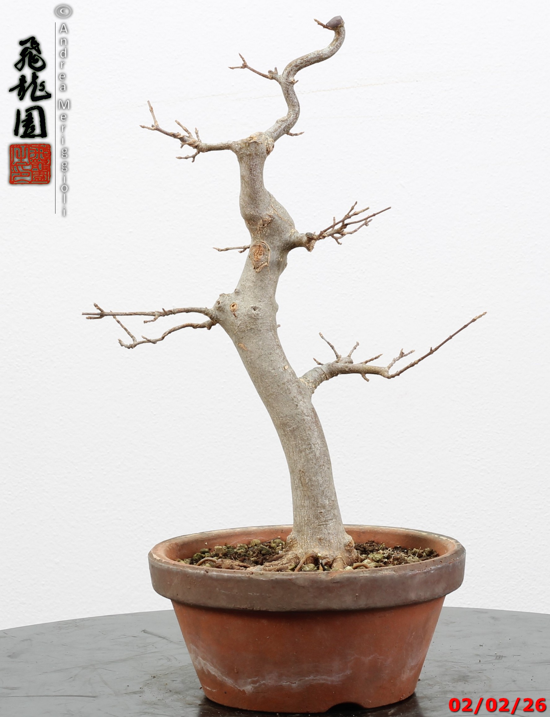 Acer buergerianum - immagine 11
