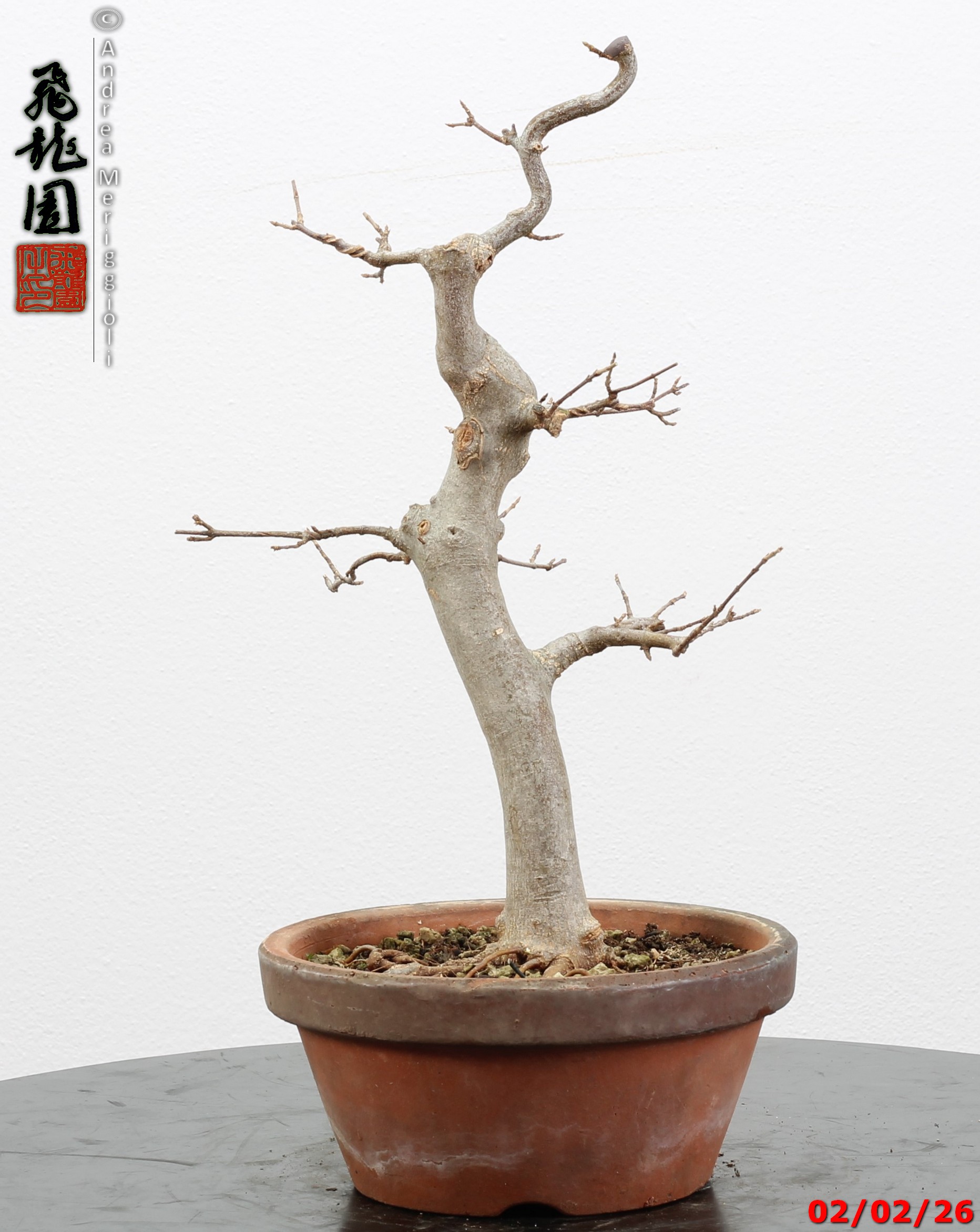 Acer buergerianum - immagine 10