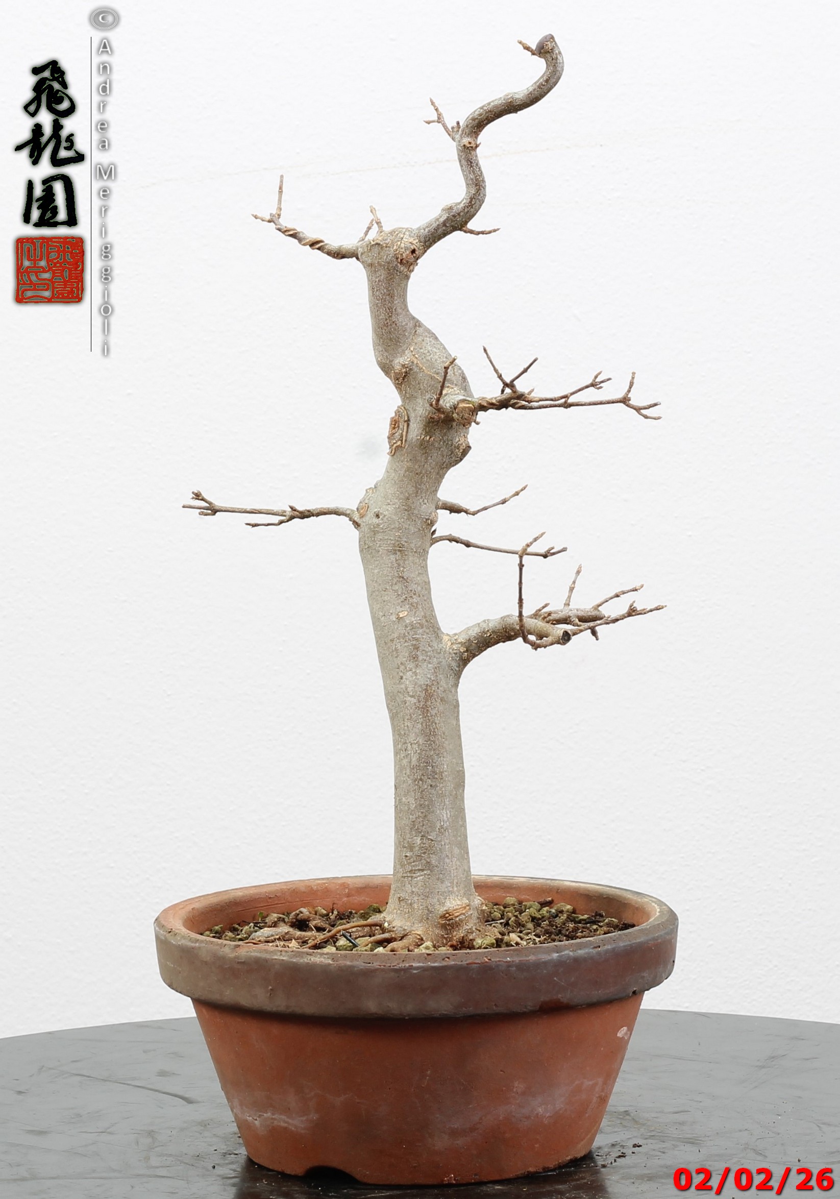 Acer buergerianum - immagine 9