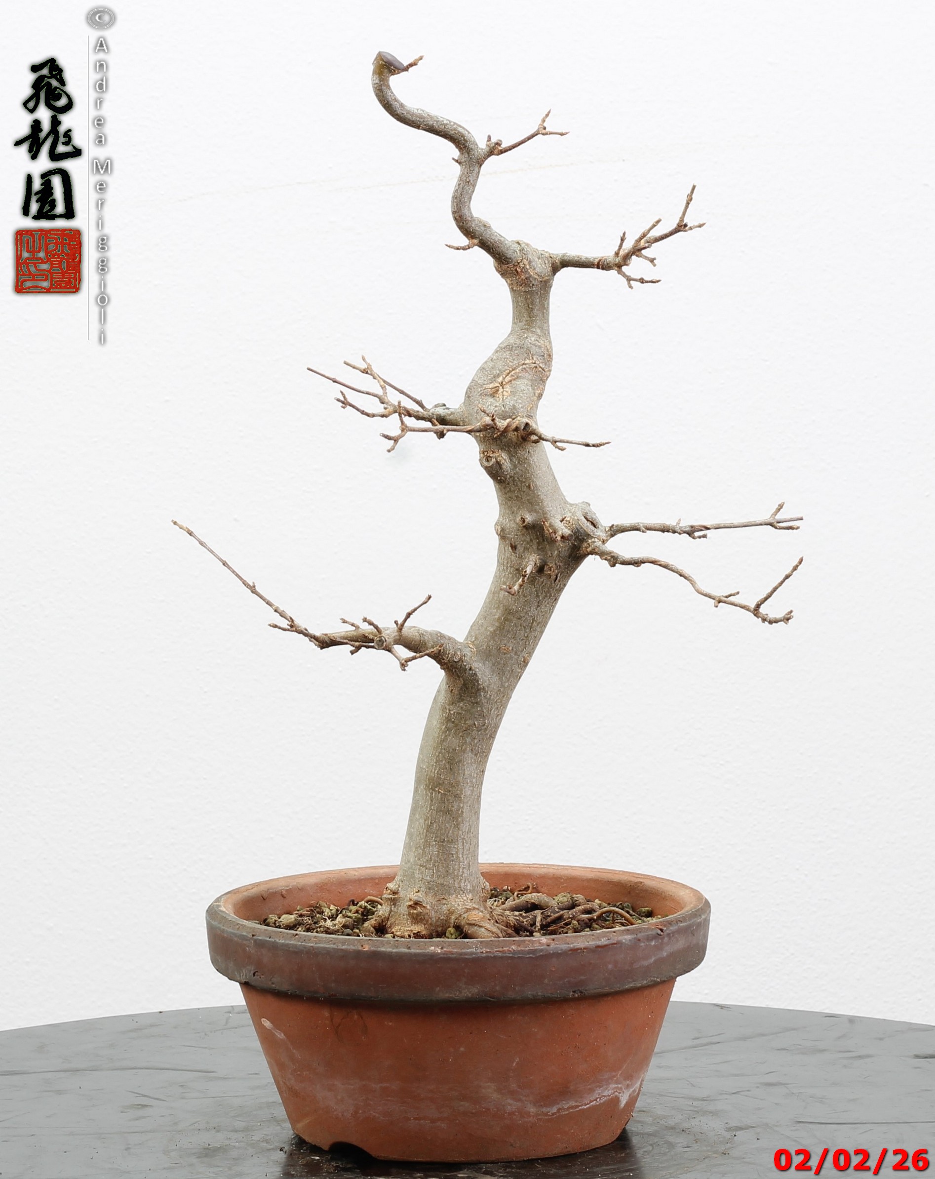 Acer buergerianum - immagine 6