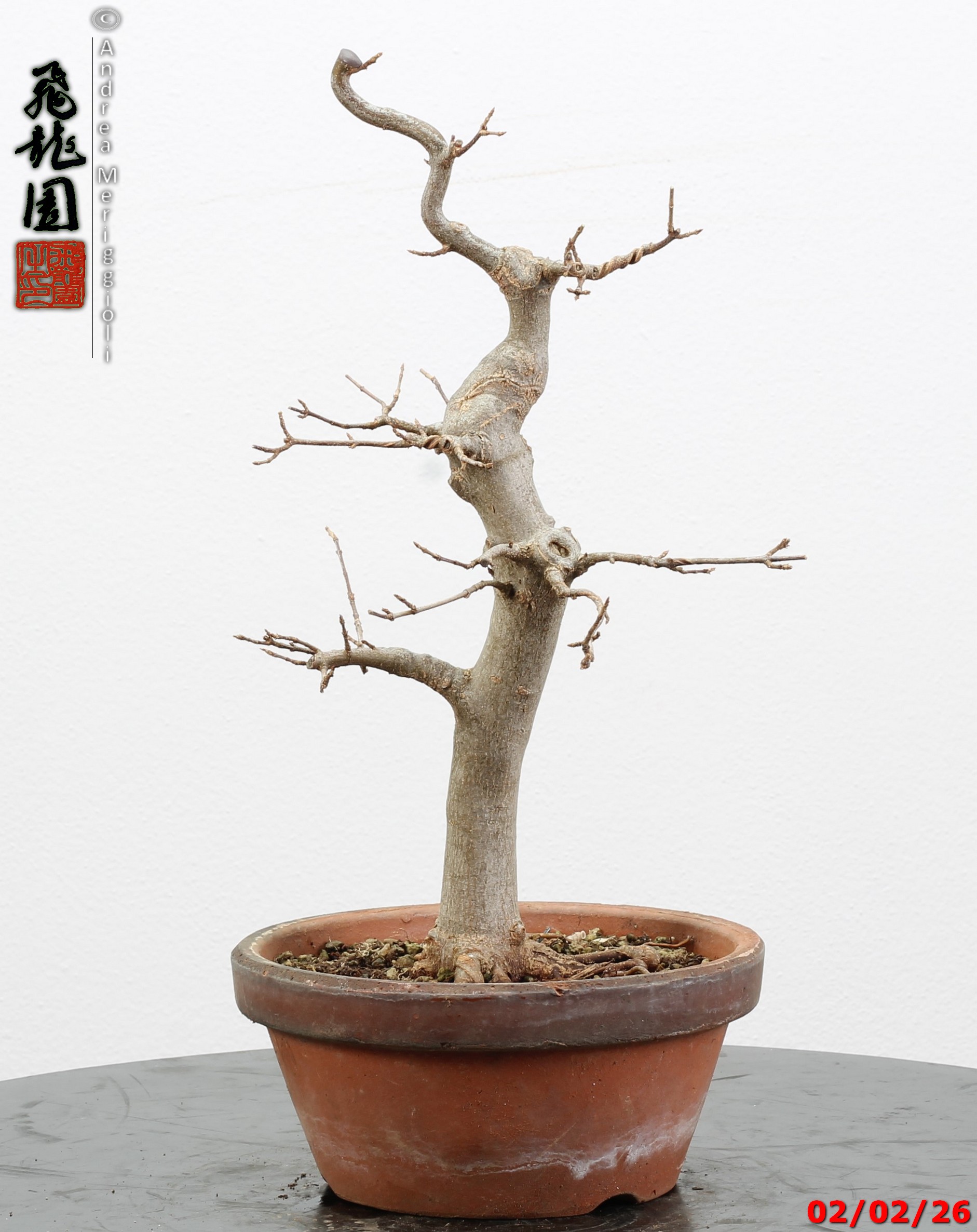 Acer buergerianum - immagine 5