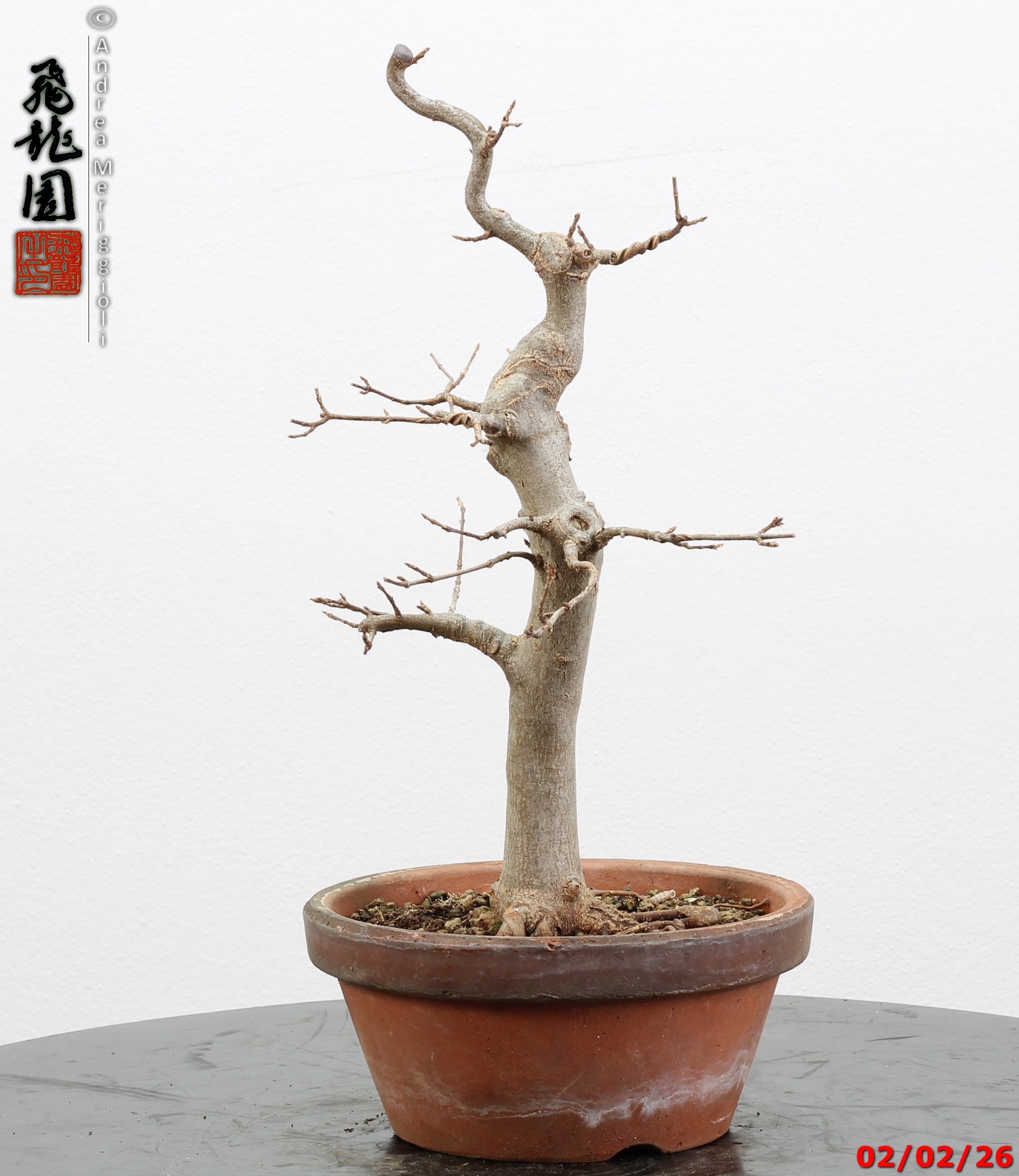 Acer buergerianum - immagine 4