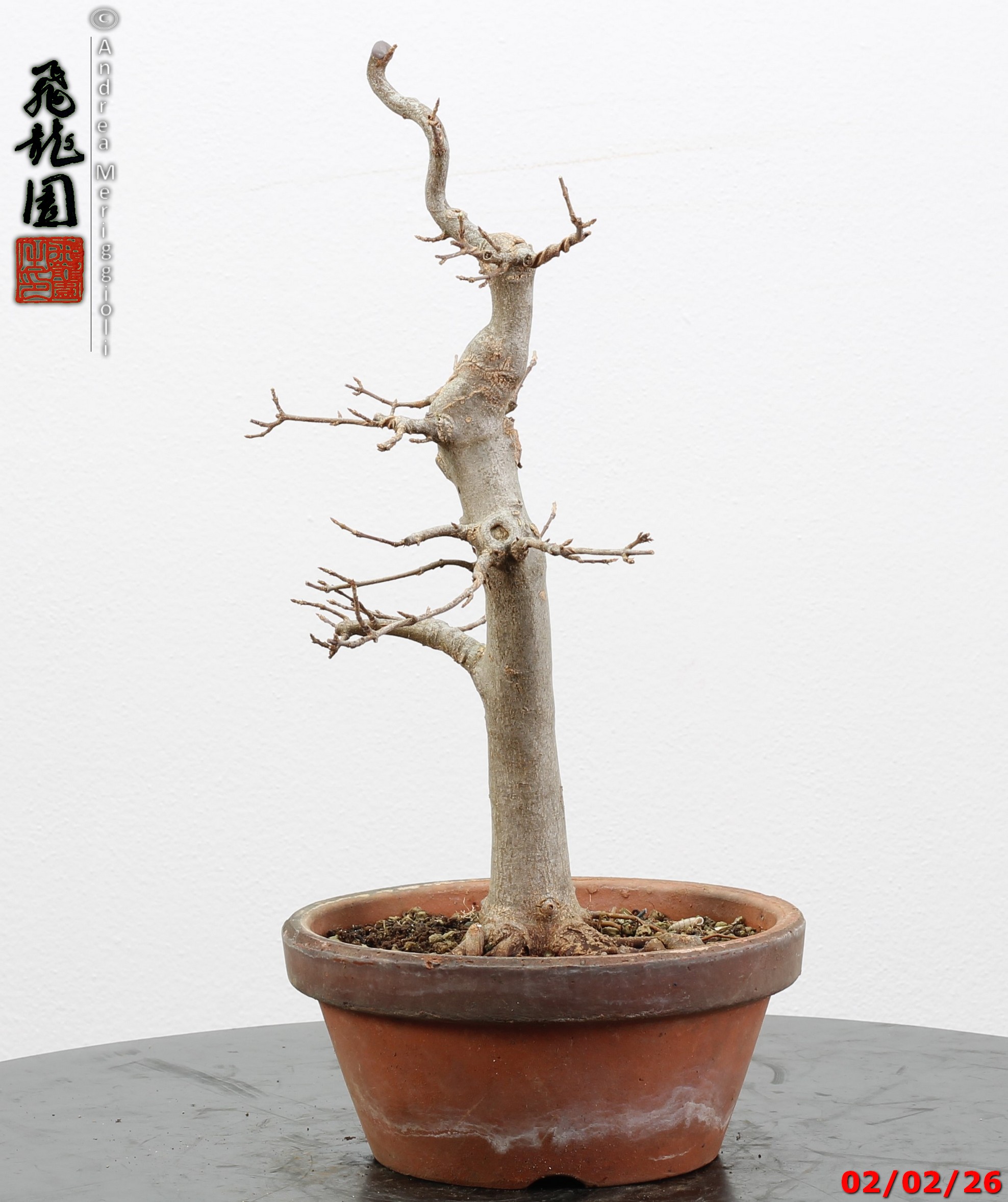 Acer buergerianum - immagine 3