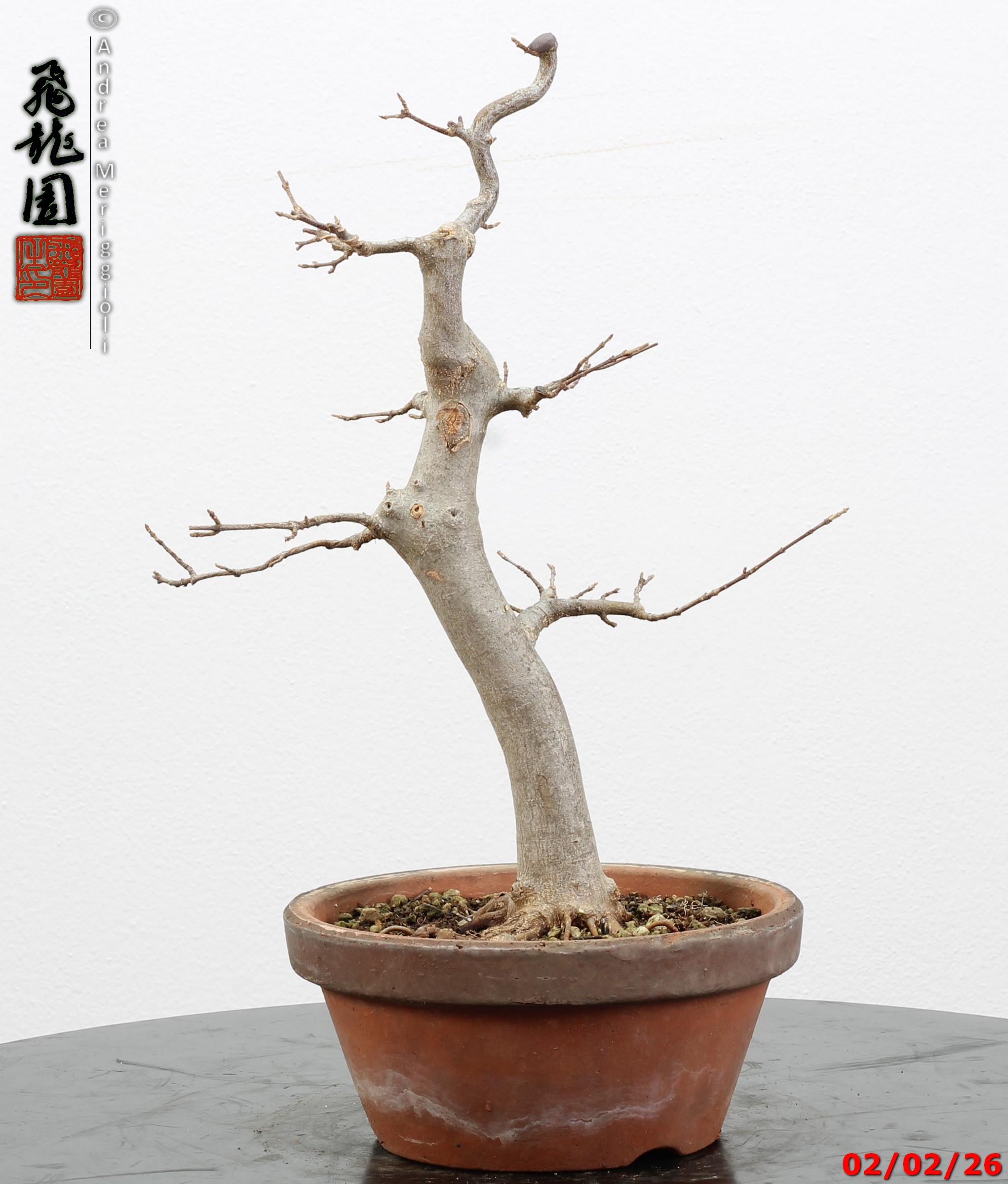 Acer buergerianum - immagine 2