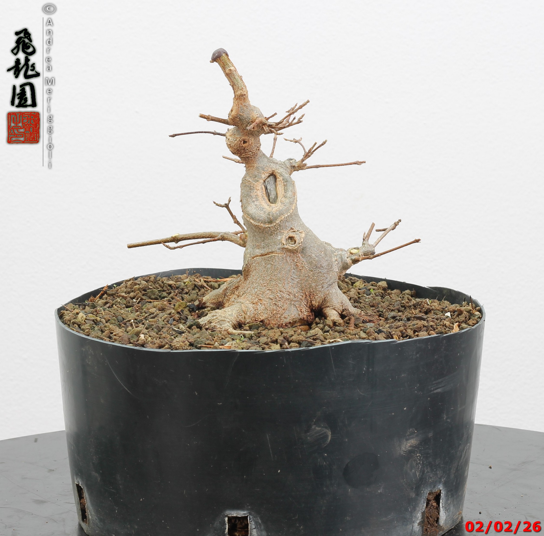 Acer buergerianum shohin - immagine 11