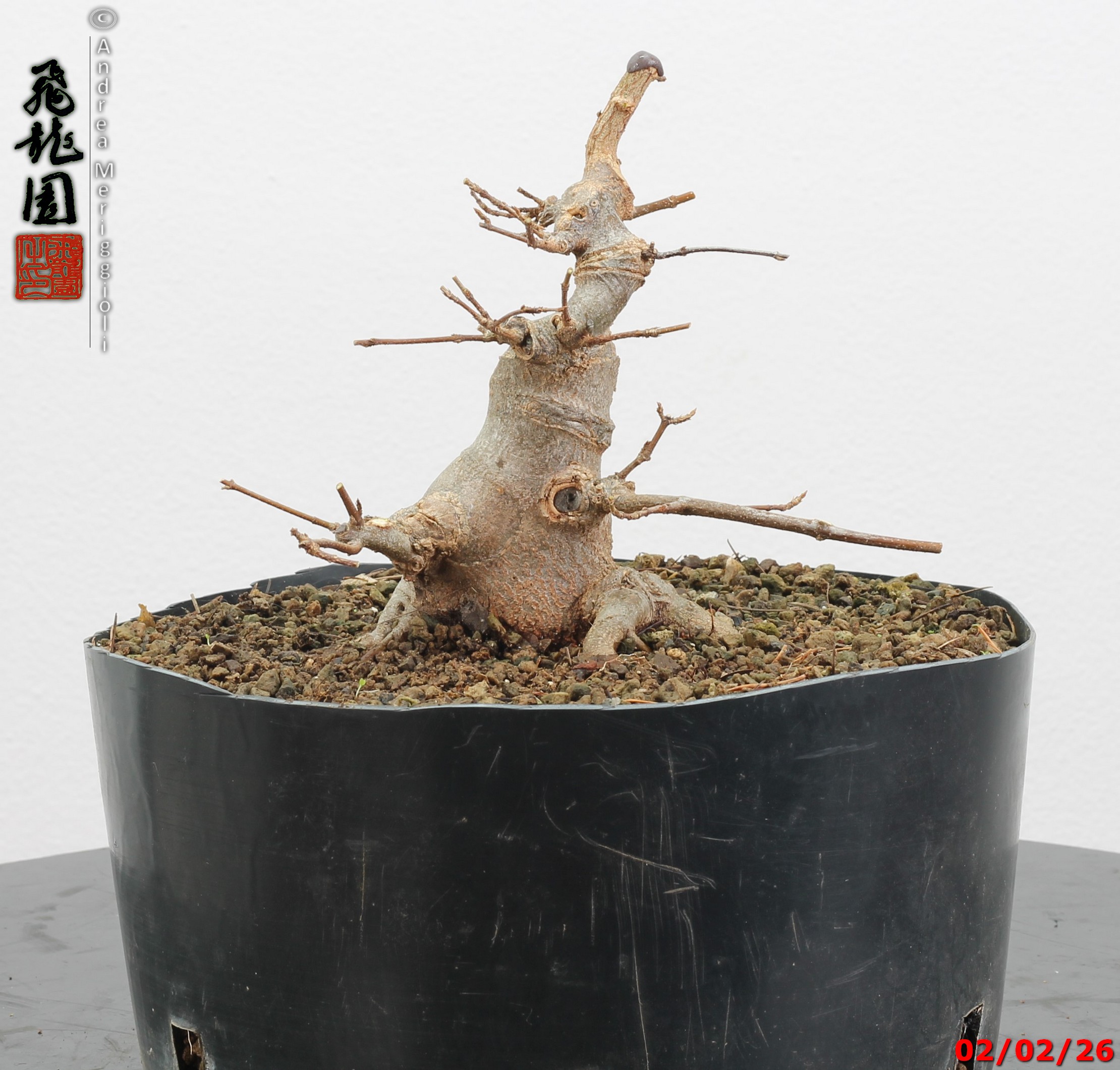 Acer buergerianum shohin - immagine 10