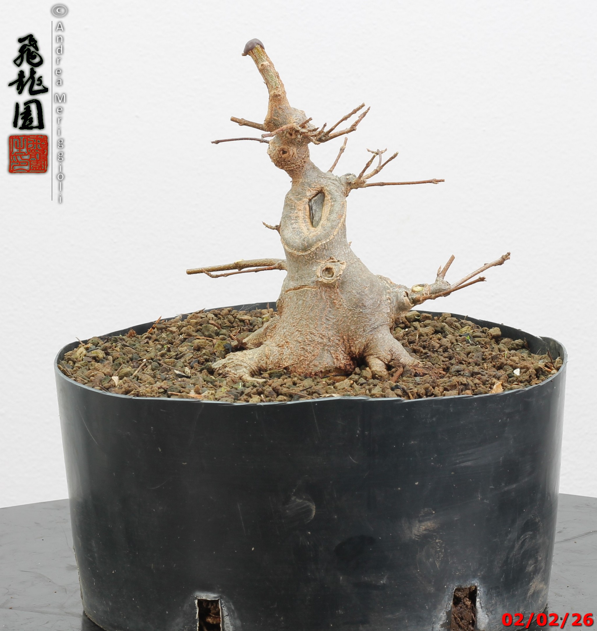 Acer buergerianum shohin - immagine 9