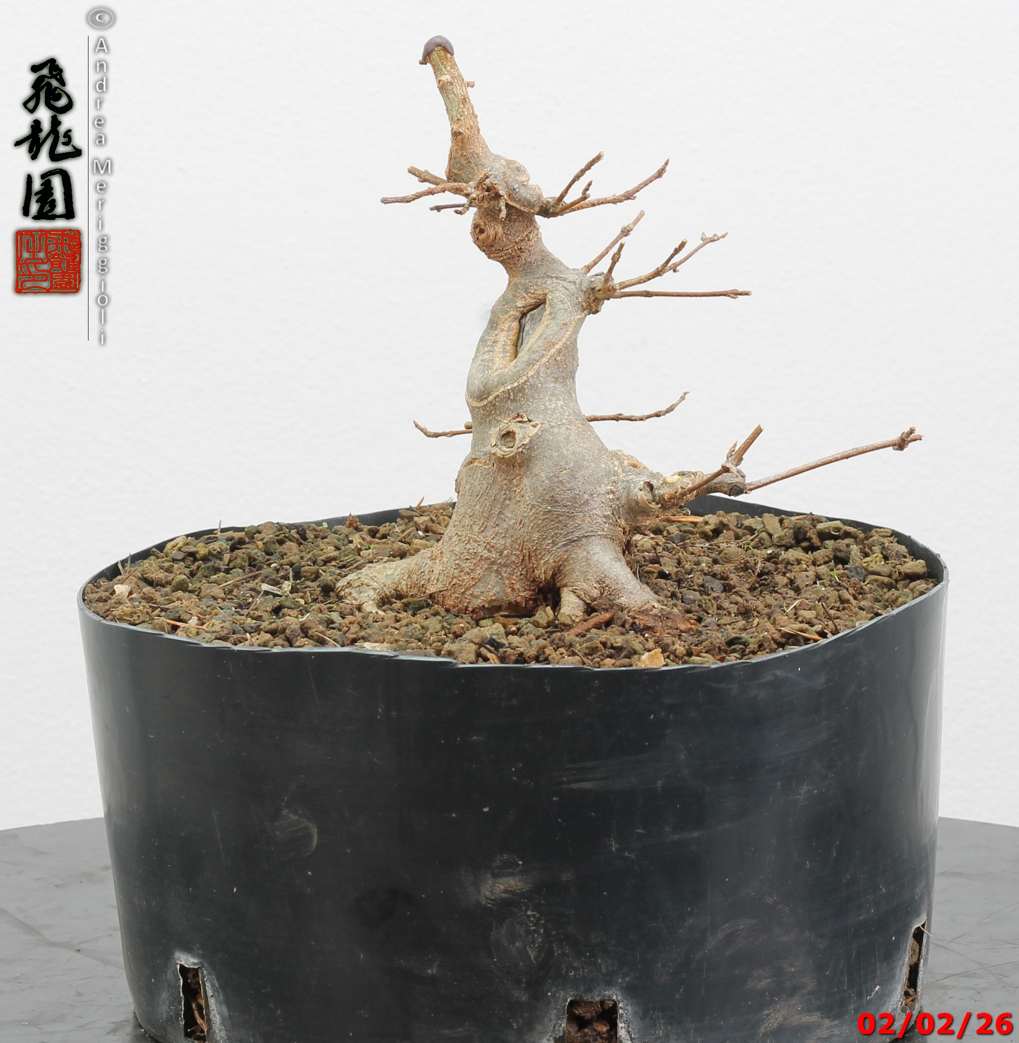 Acer buergerianum shohin - immagine 8