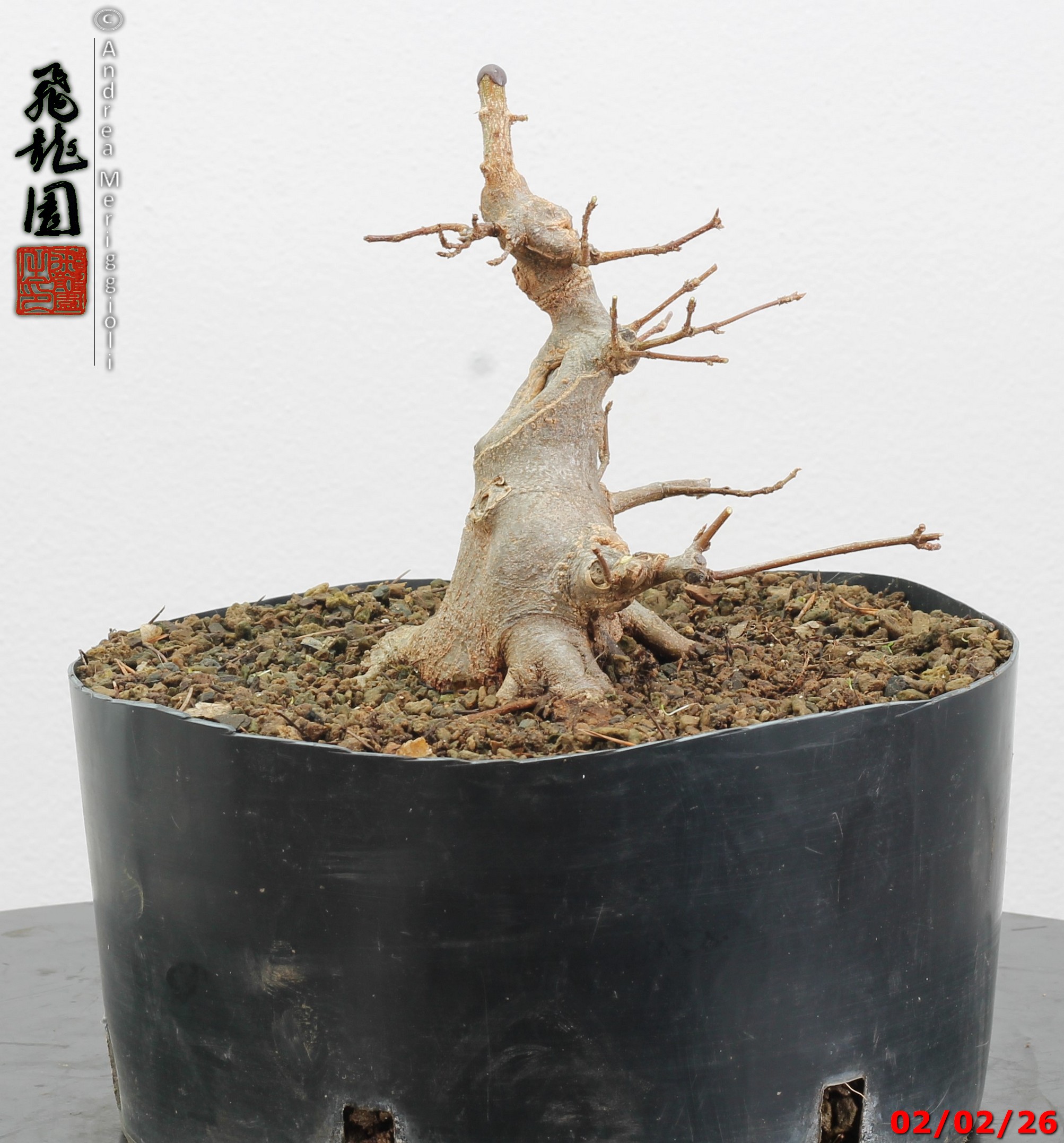 Acer buergerianum shohin - immagine 7