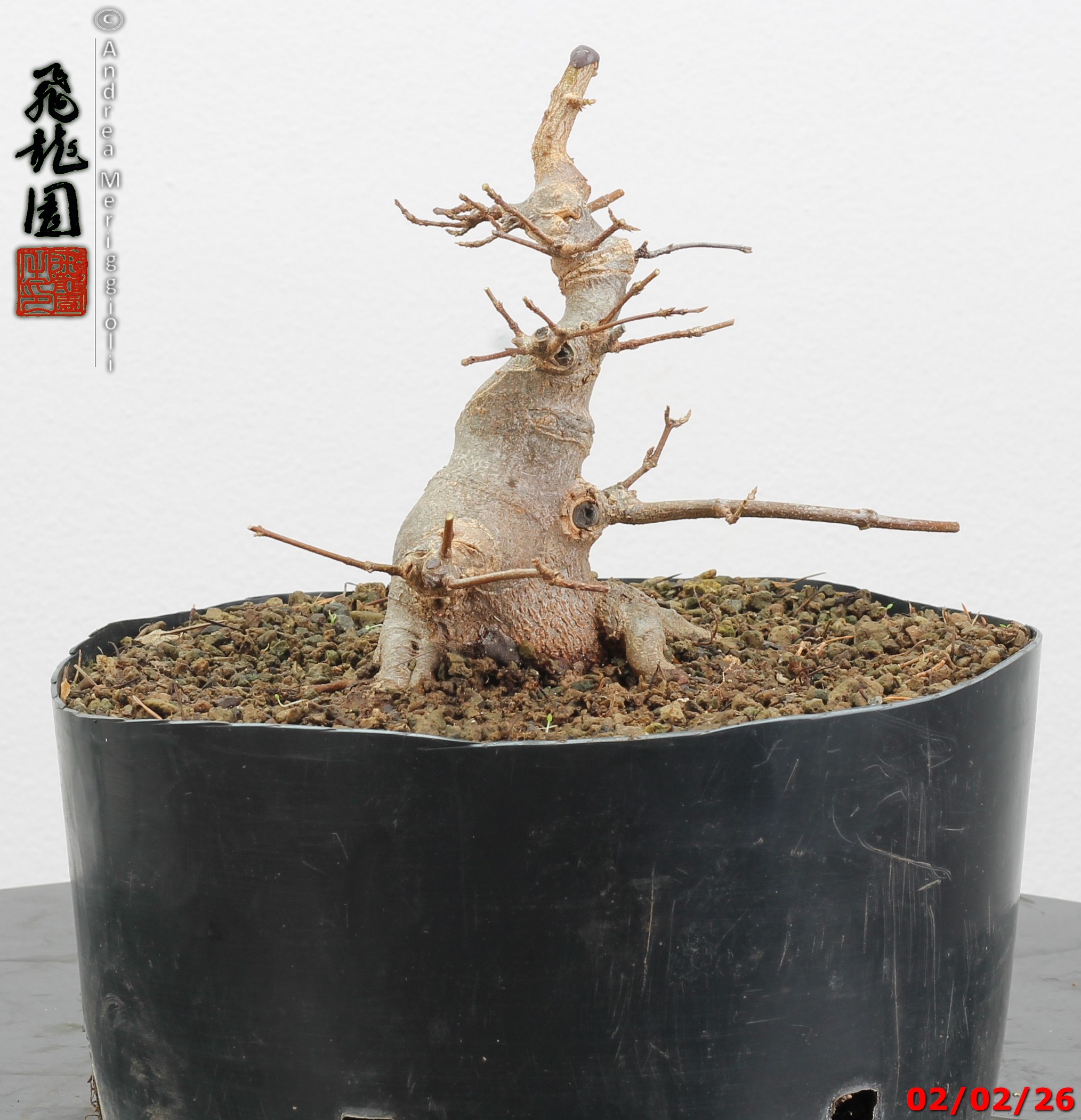 Acer buergerianum shohin - immagine 6