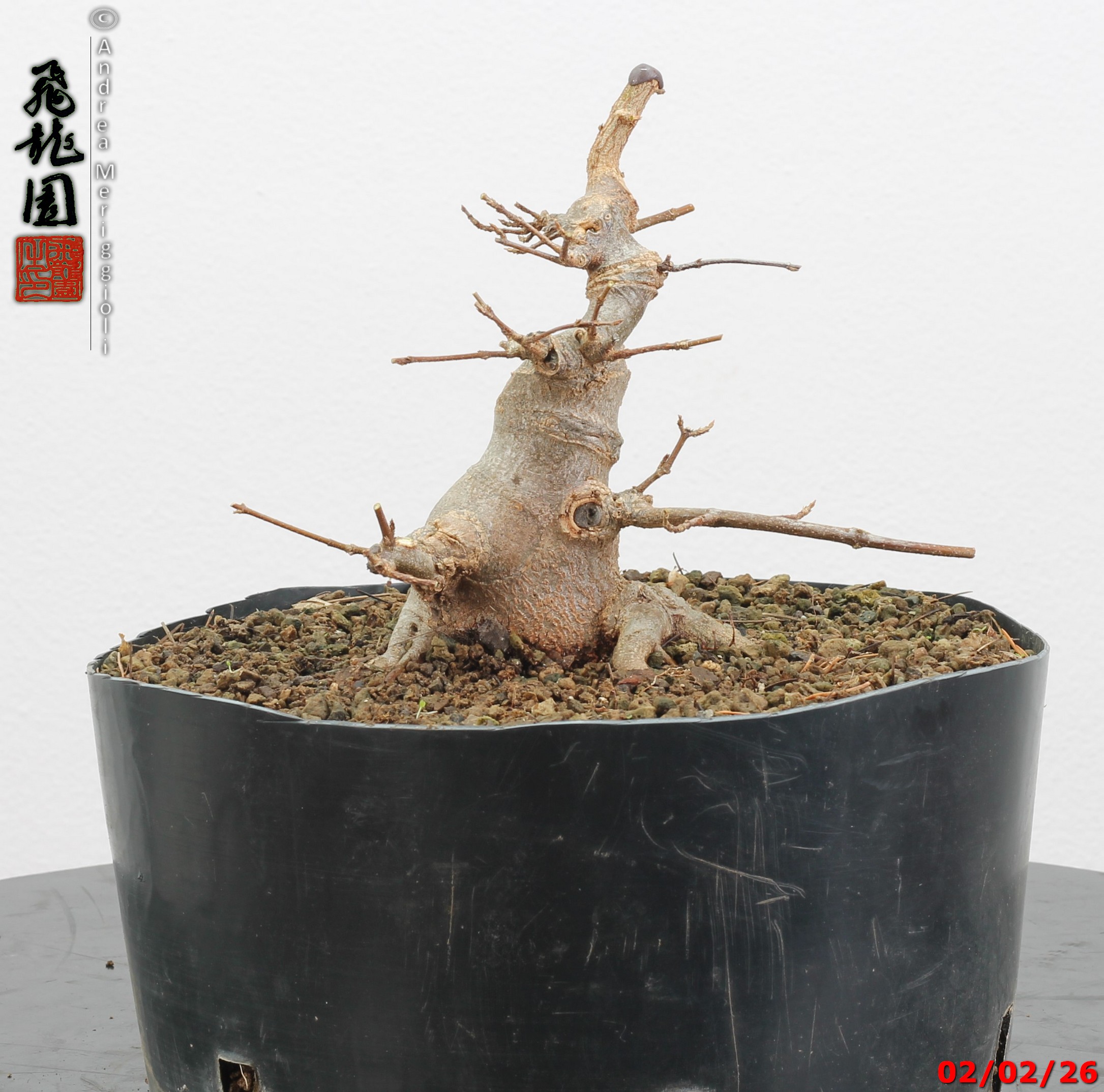 Acer buergerianum shohin - immagine 5