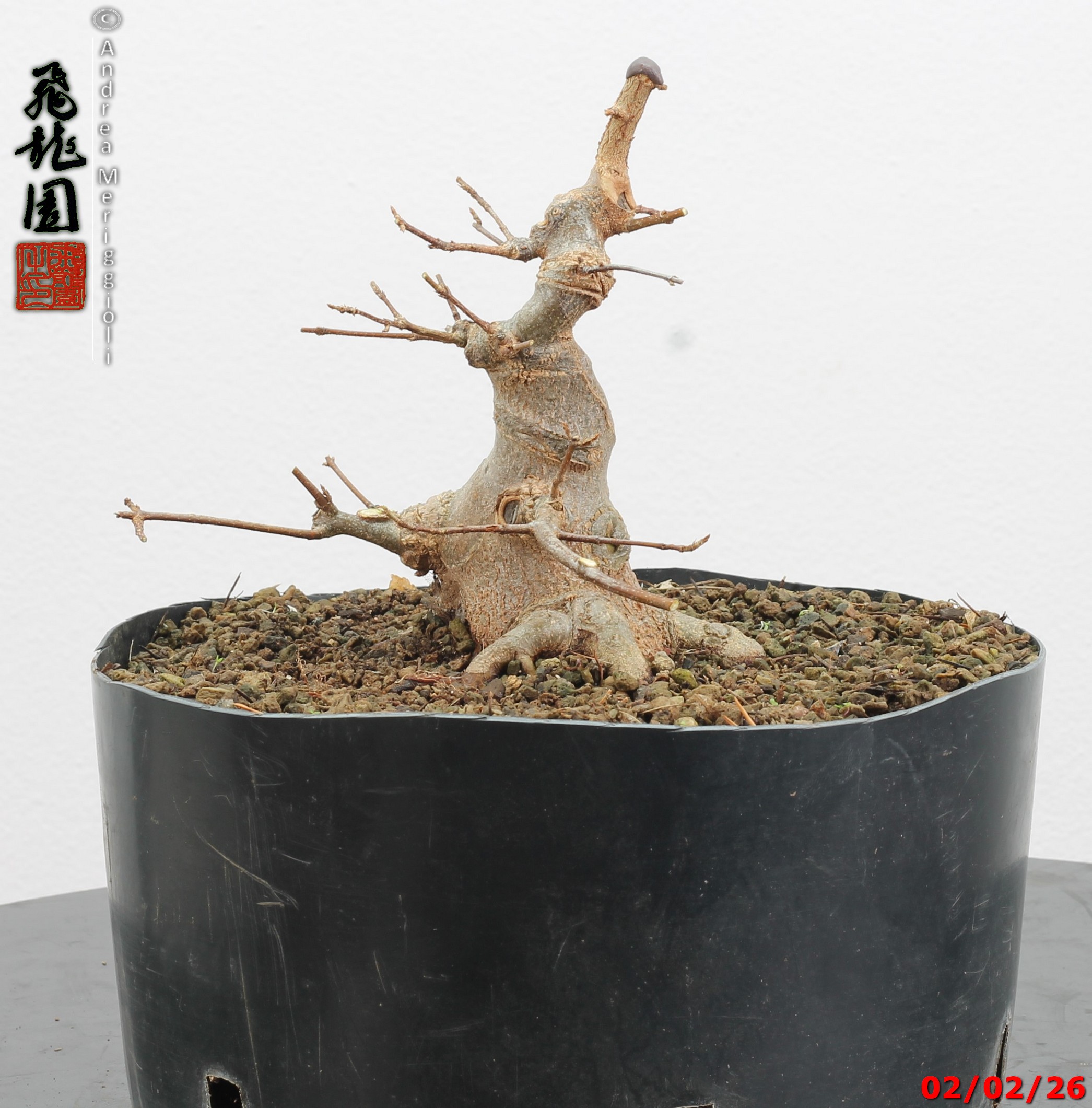 Acer buergerianum shohin - immagine 4