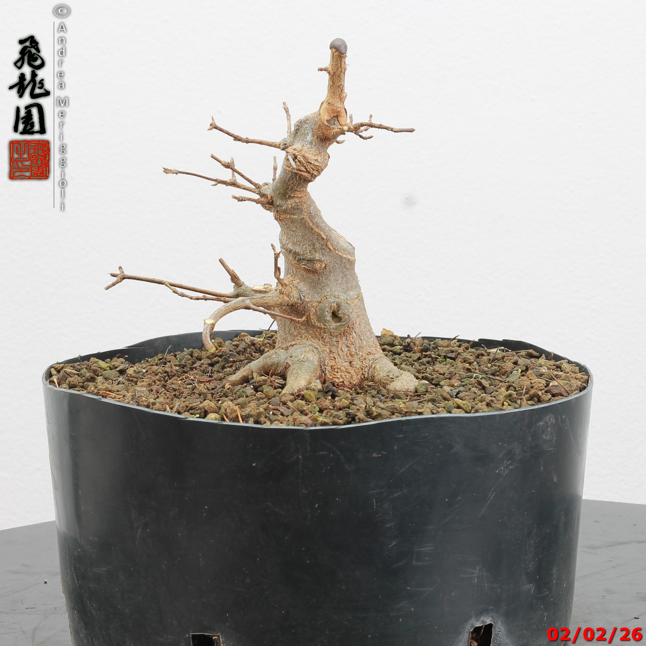 Acer buergerianum shohin - immagine 3