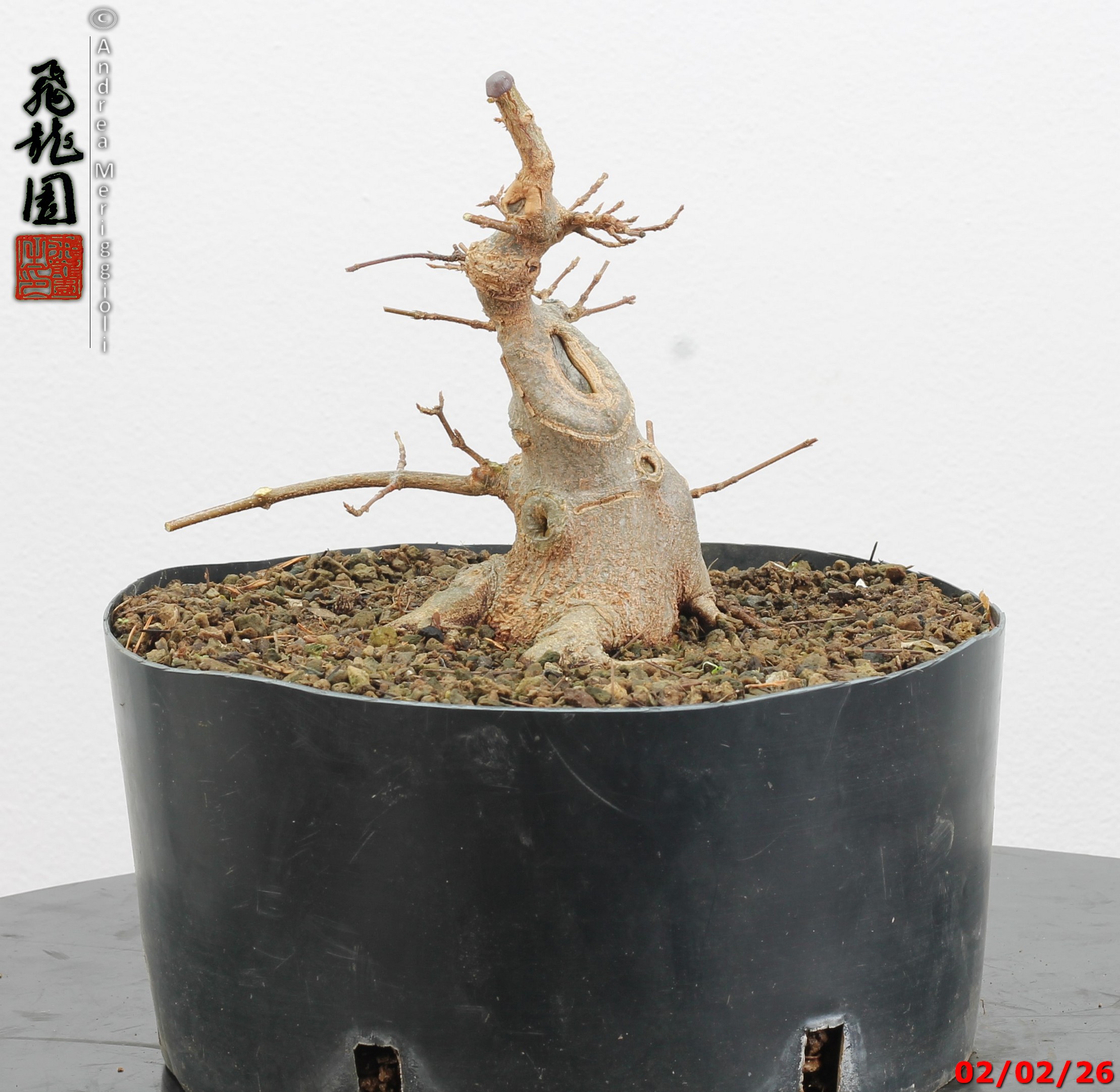 Acer buergerianum shohin - immagine 2