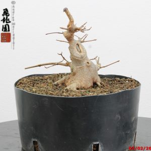 Acer buergerianum shohin