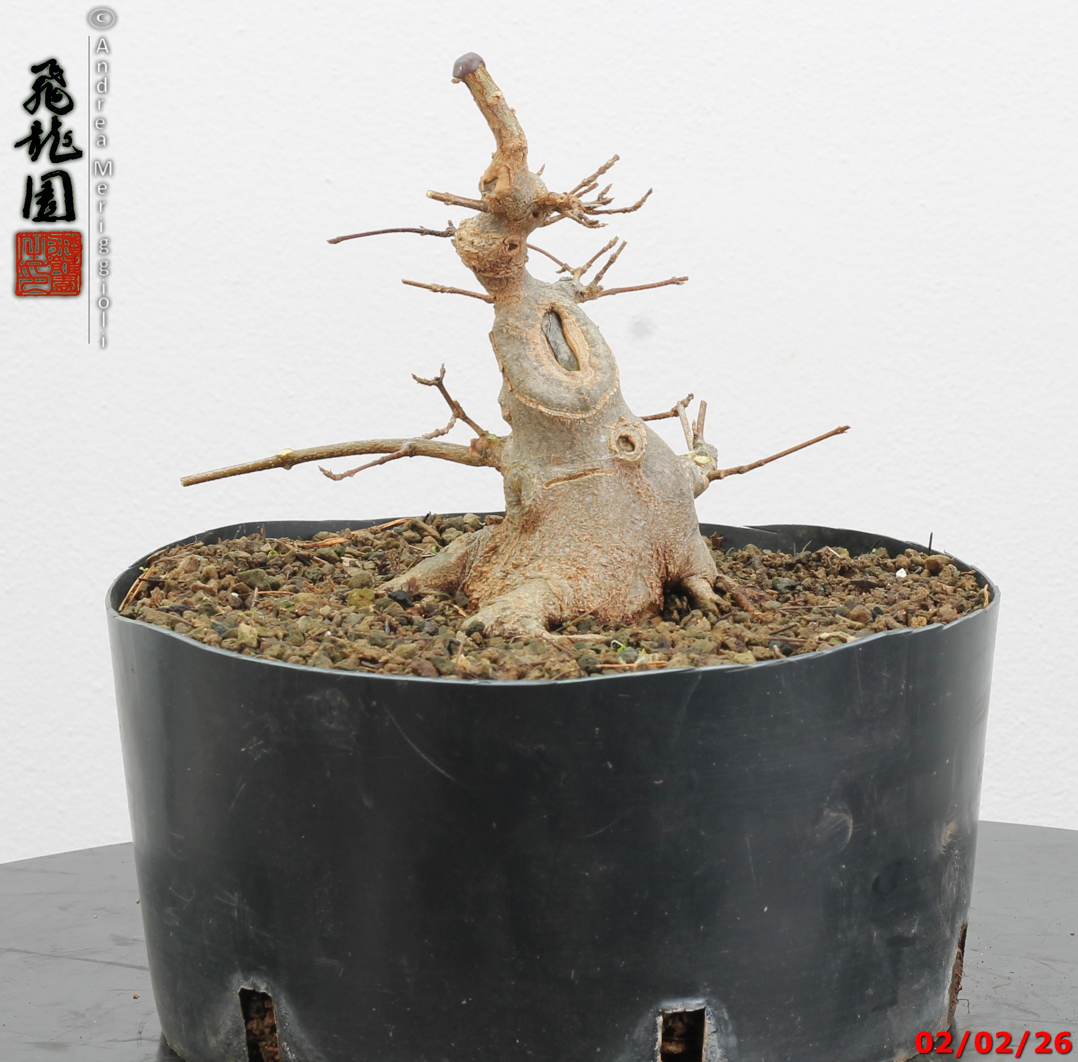 Acer buergerianum shohin