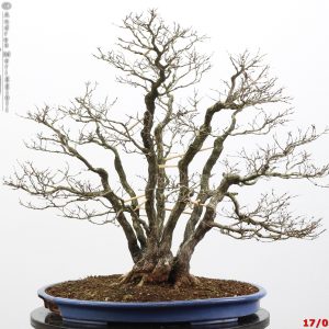 Carpinus turczaninowii