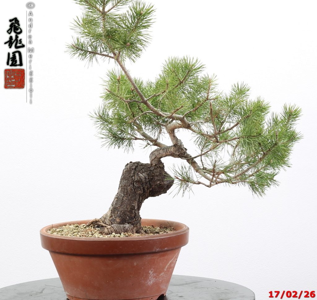 Pinus sylvestris