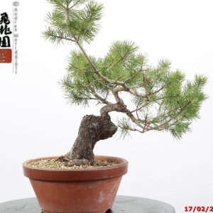 Pinus sylvestris