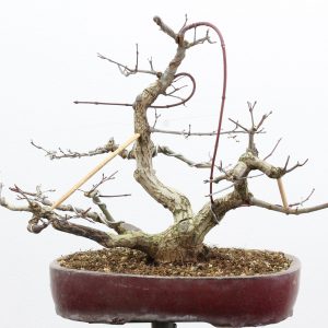 Acer palmatum deshojo