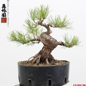 Pinus densiflora shohin
