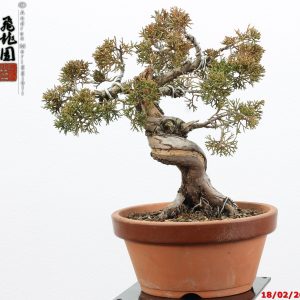 Juniperus itoigawa shohin
