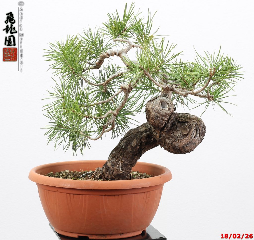 Pinus sylvestris shohin