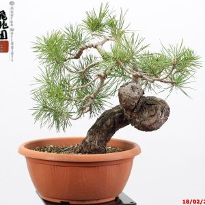 Pinus sylvestris shohin