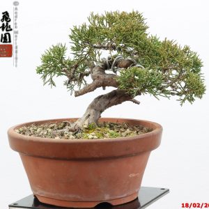 Juniperus itoigawa shohin