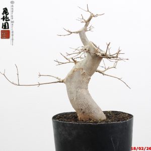 Acer buergerianum