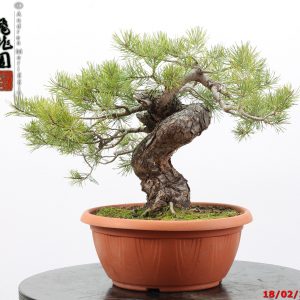 Pinus sylvestris