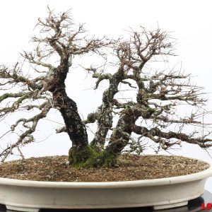 Ulmus parvifolia Nirekeyaki