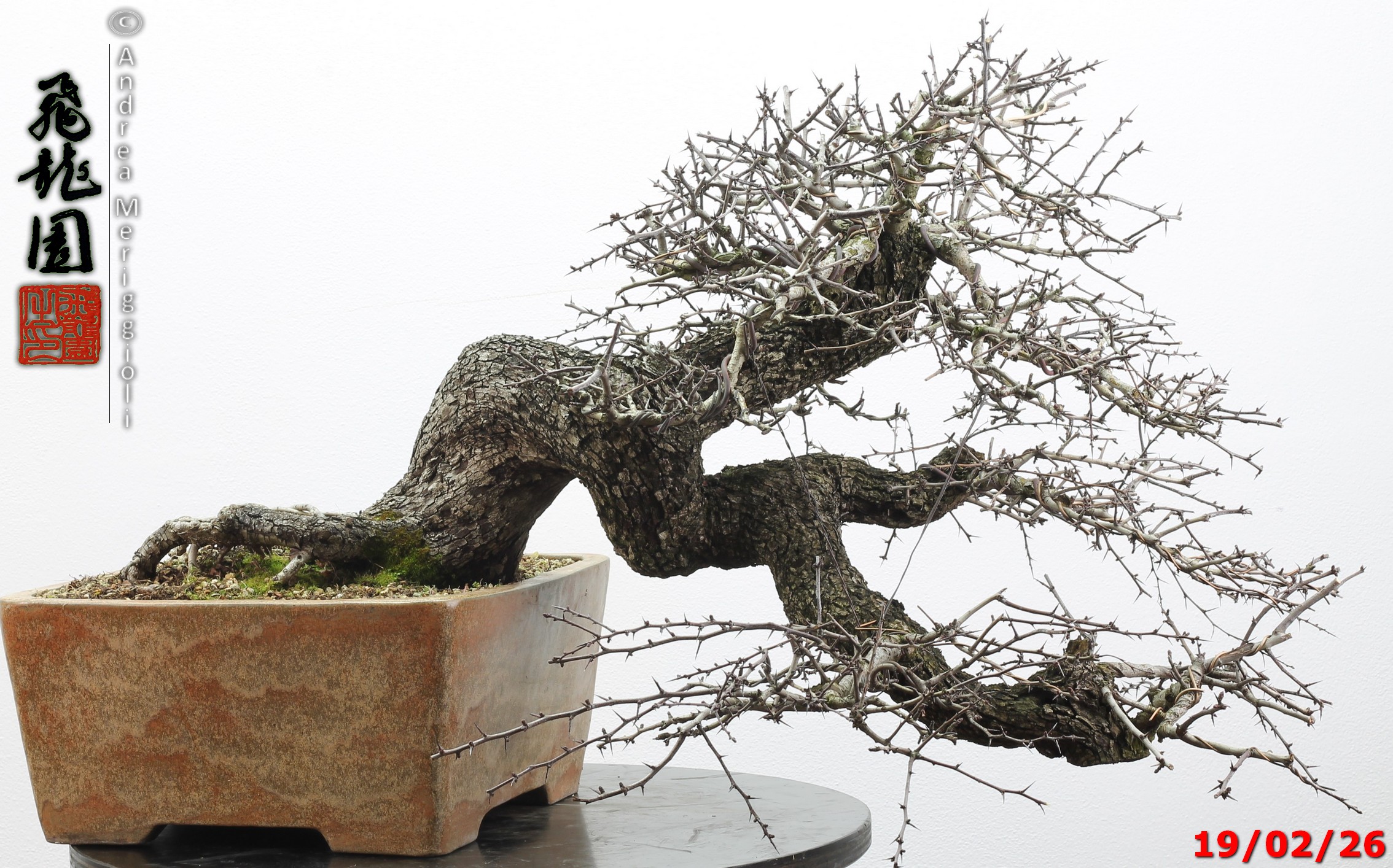 Crataegus monogyna - immagine 16