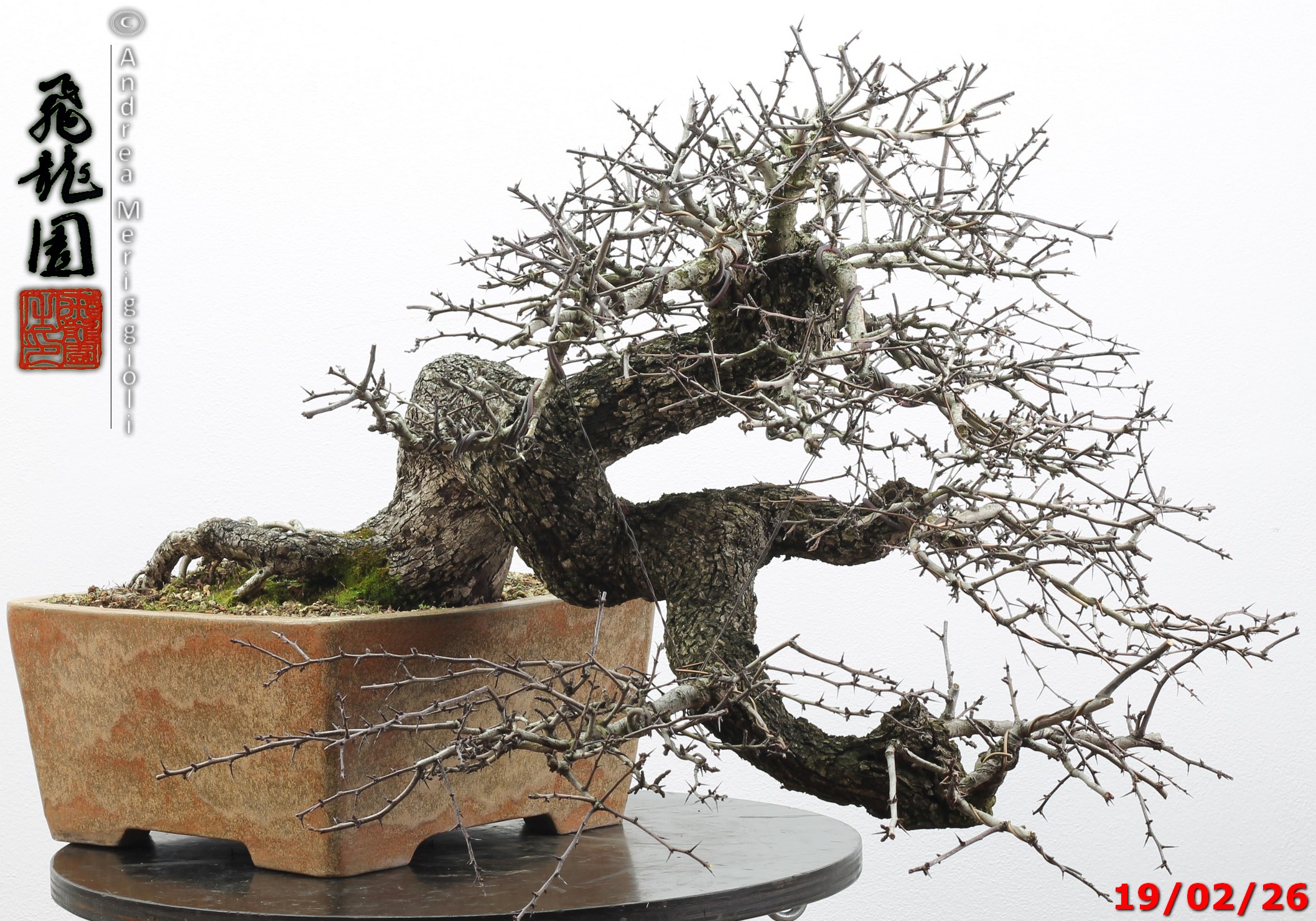 Crataegus monogyna - immagine 15