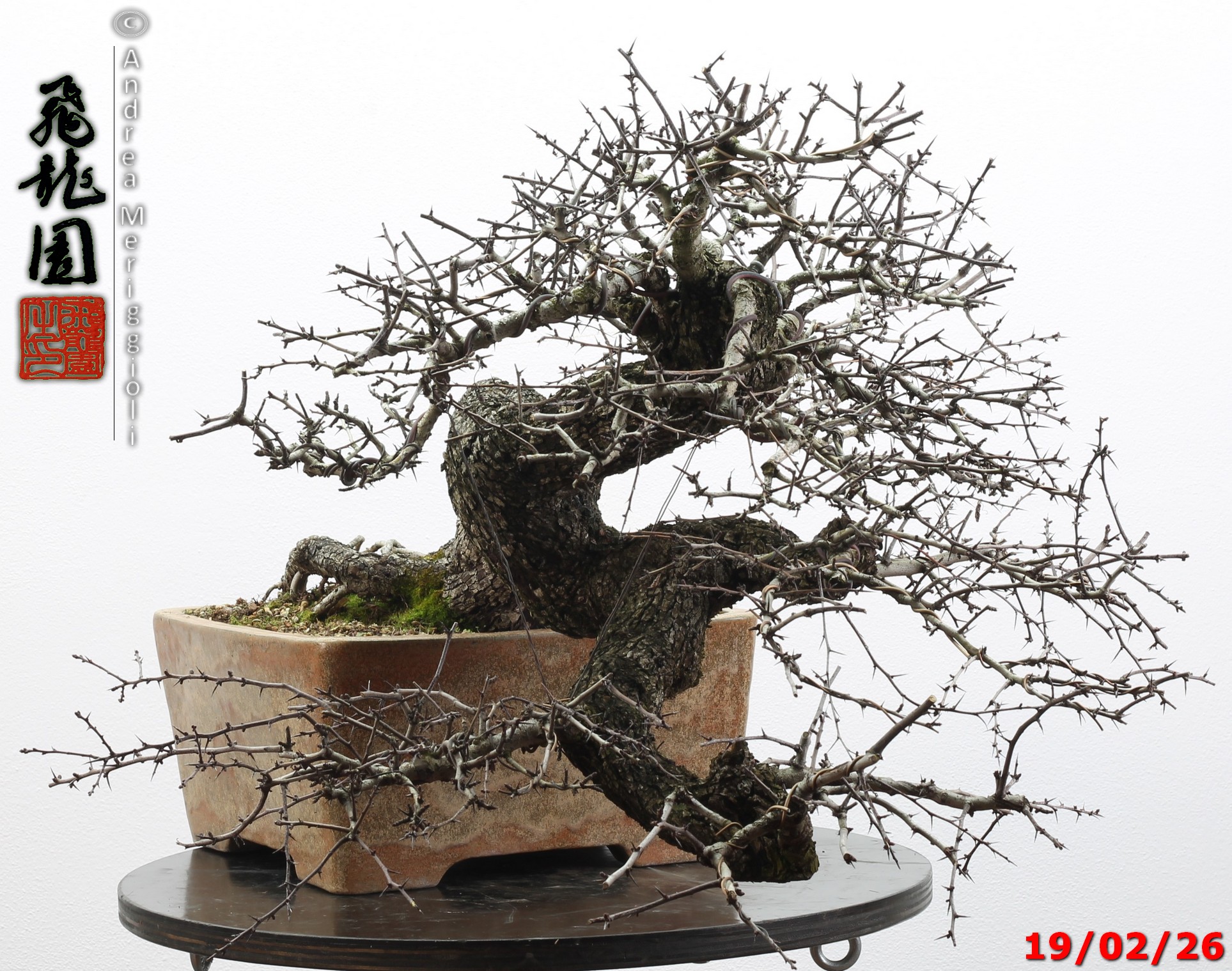 Crataegus monogyna - immagine 14